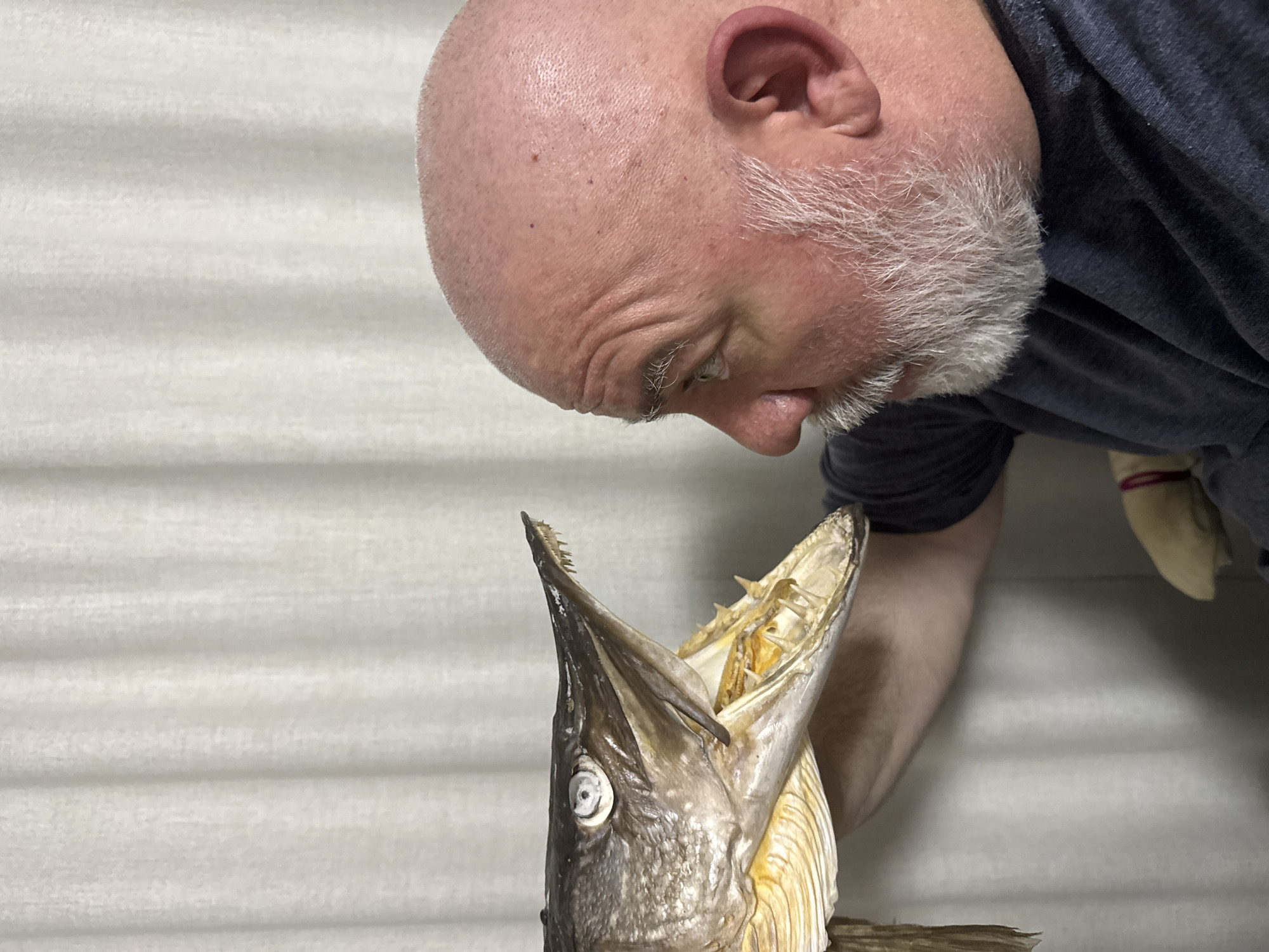 Face to face with a taxidermied fish in Rendsburg