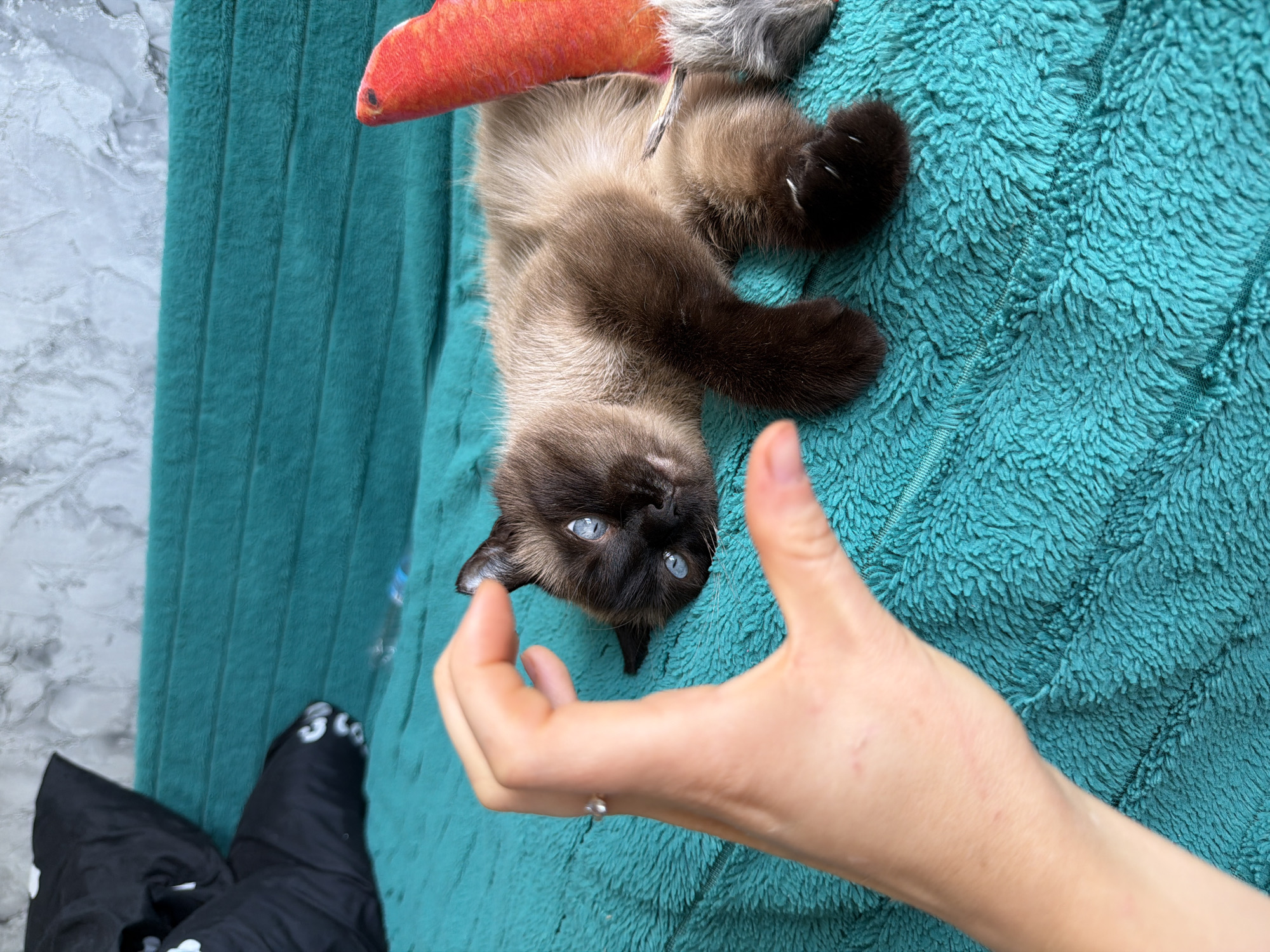 Siamese cat lounges on teal blanket, blue eyes front and center