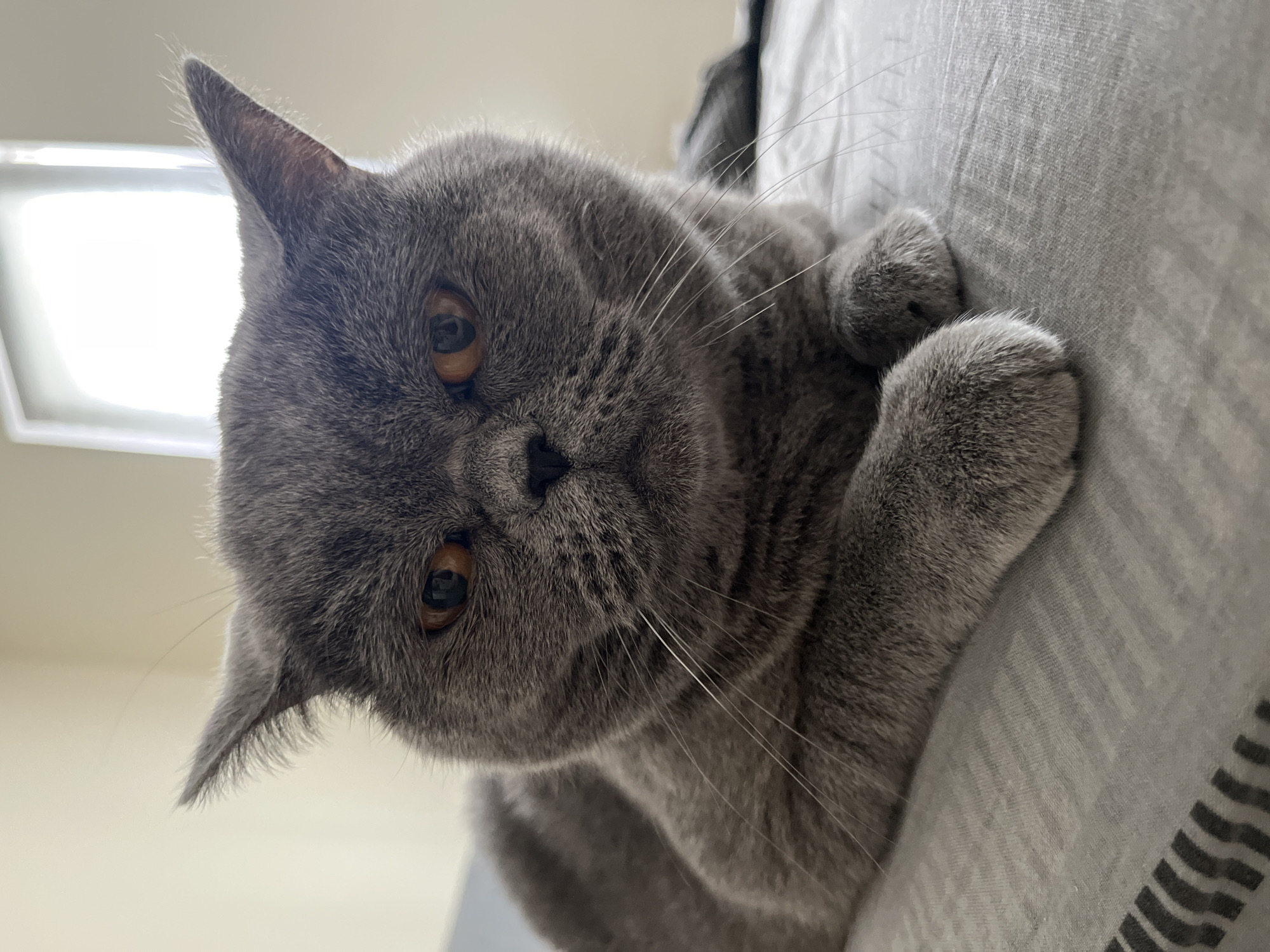 Grey British Shorthair cat documented indoors across Saint Petersburg apartment