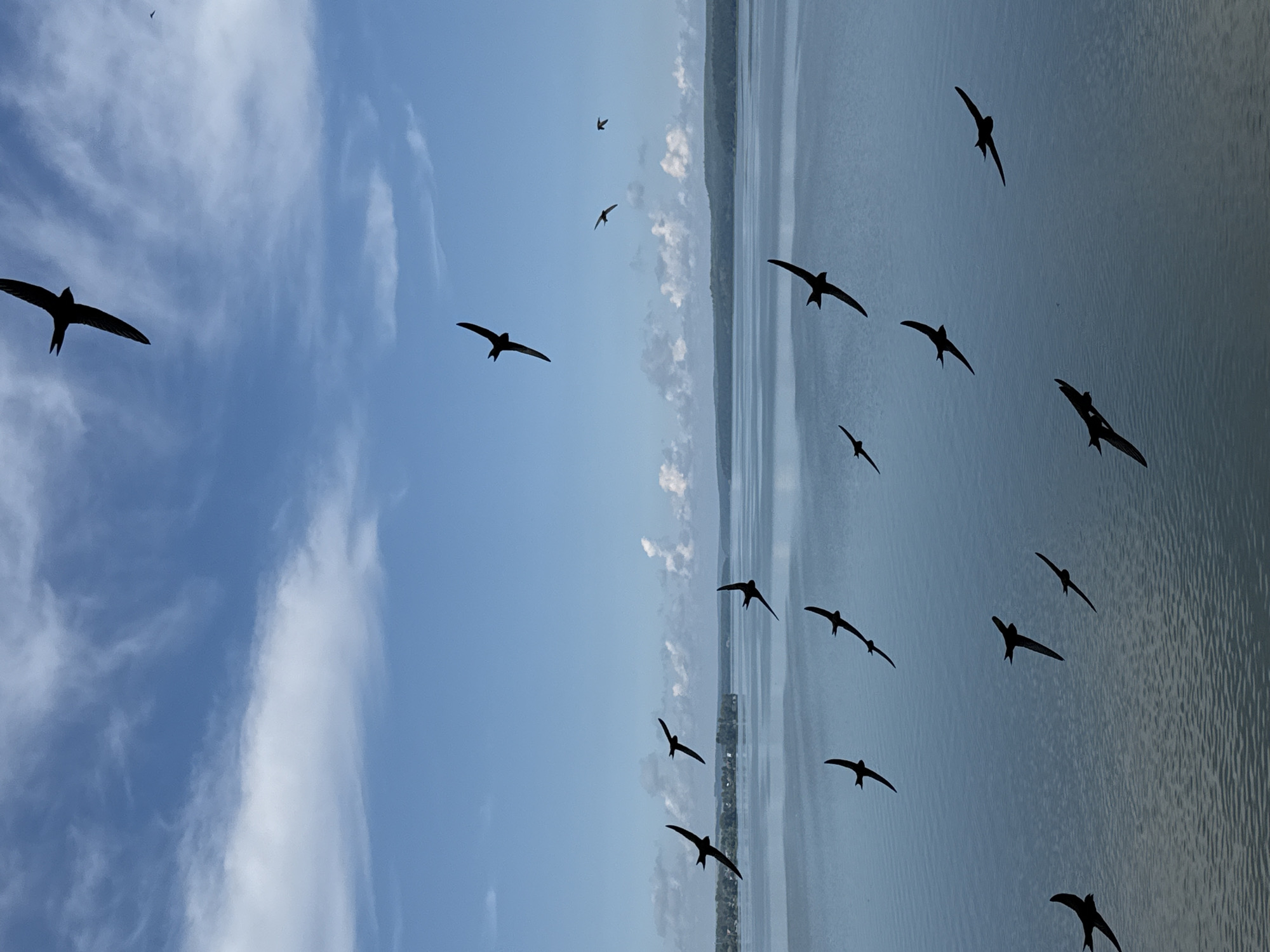 Birds in flight over a calm Votkinsk lake on a clear morning