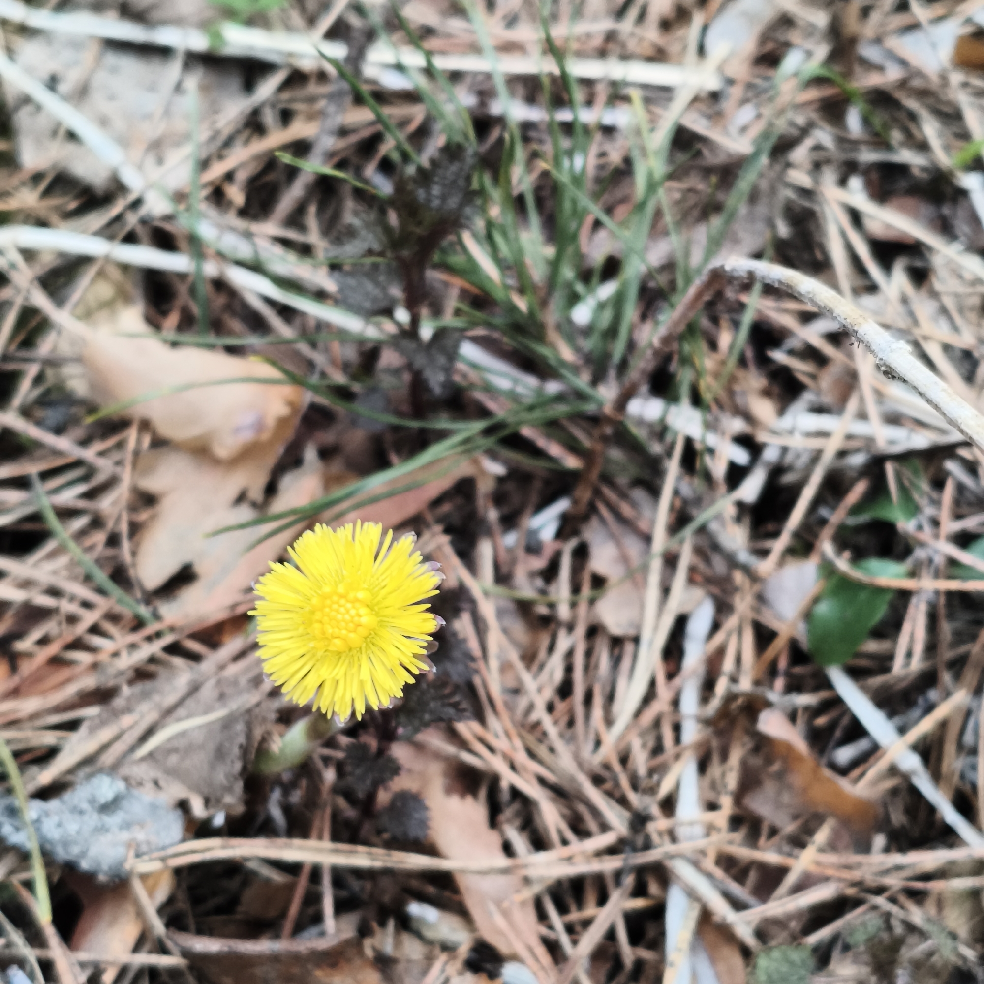 Spring forest walk documented in Chaikovsky with flora photography