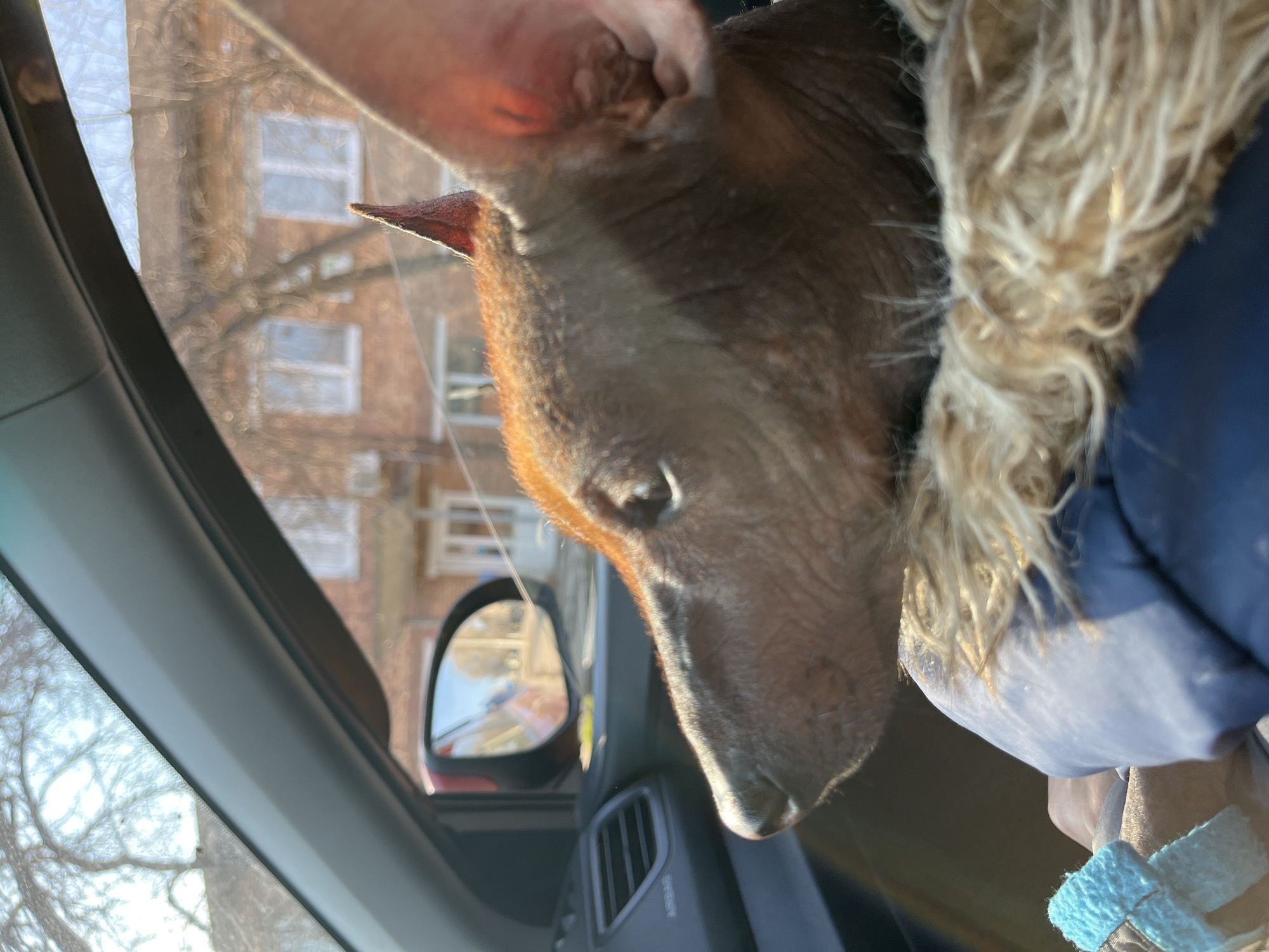 Dogs photographed in cars during brief window in Chaikovsky