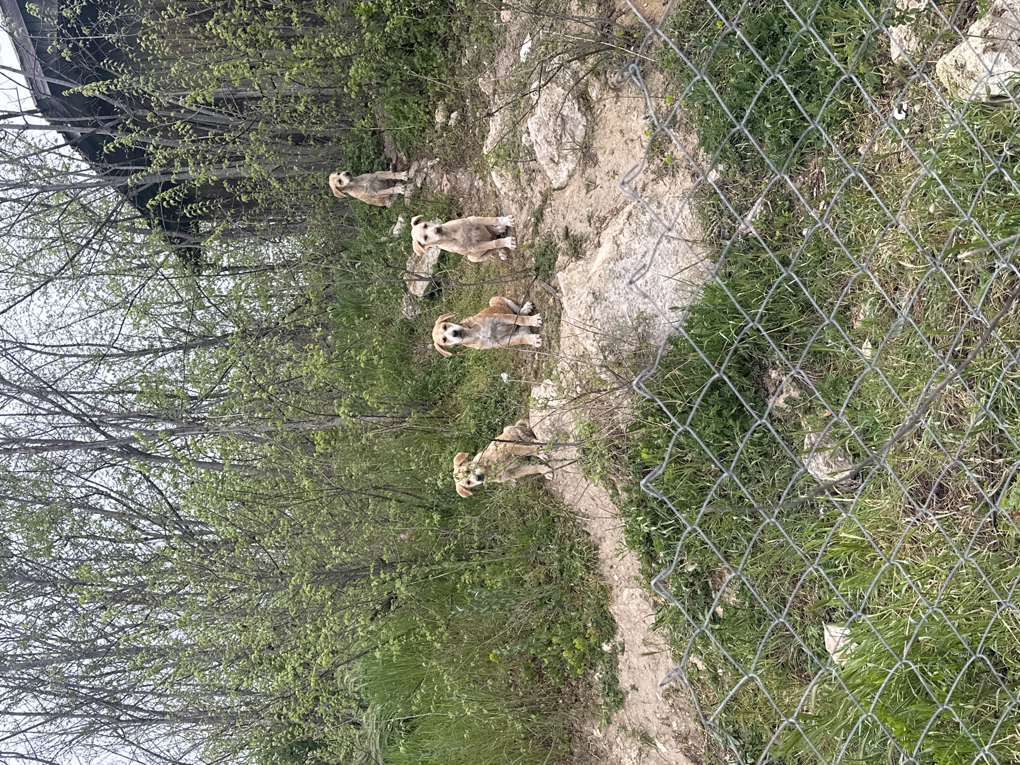 Five puppies spotted in rustic outdoor setting in Varna