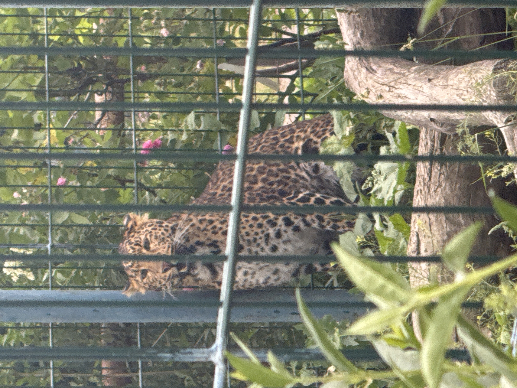 Zoo visit documented in Zaliznychne, Ukraine