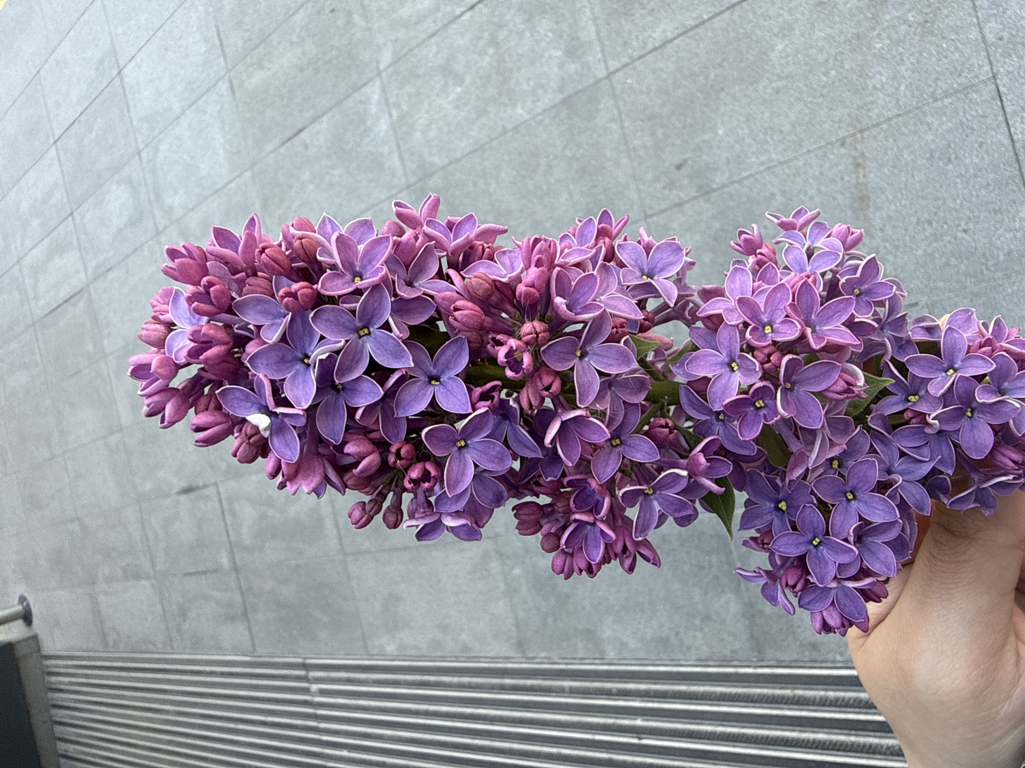 Spring moments captured: lilacs and dog photographed in Plovdiv