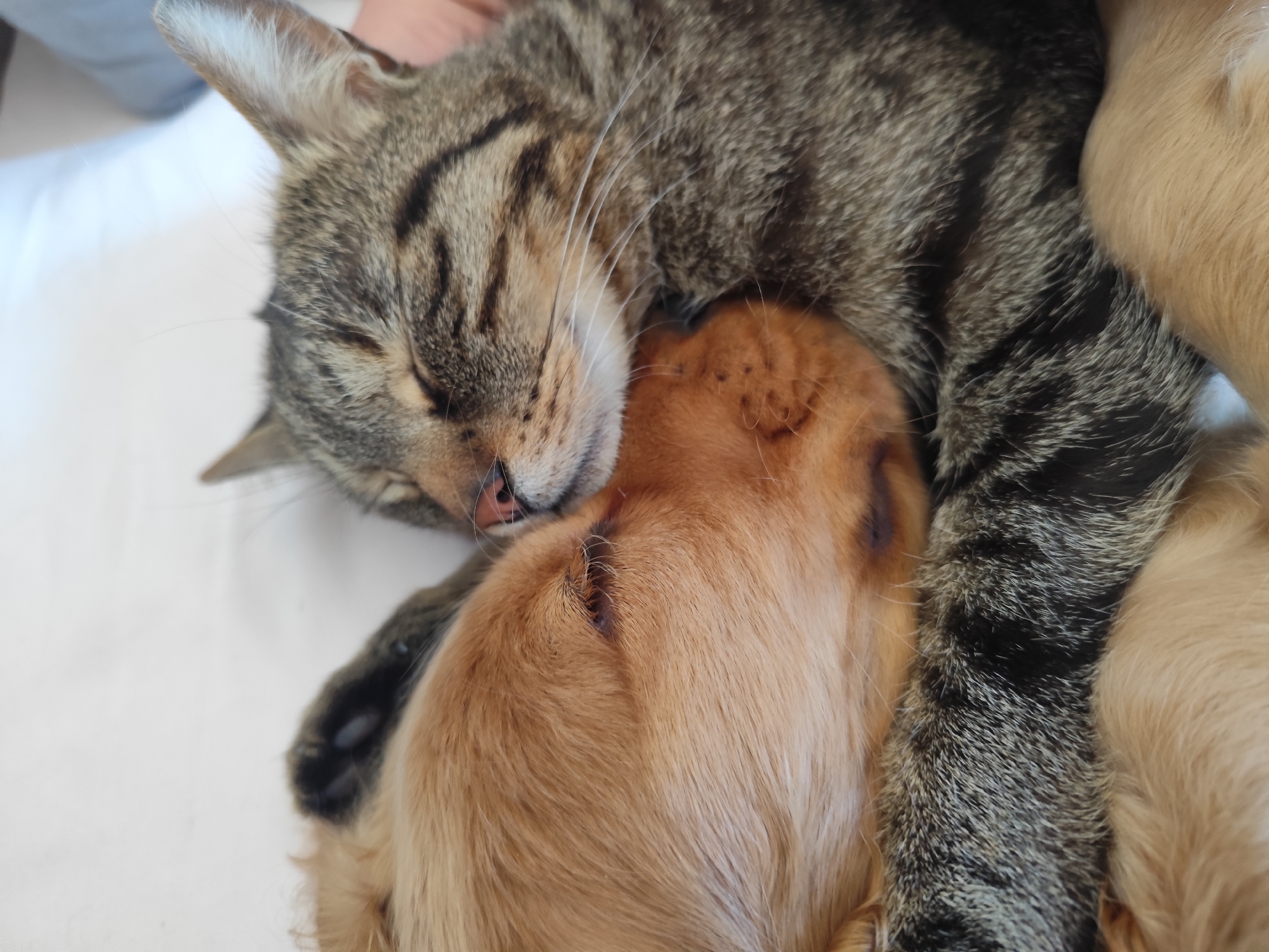 Puppy and cat sleep together in Dafni, Greece