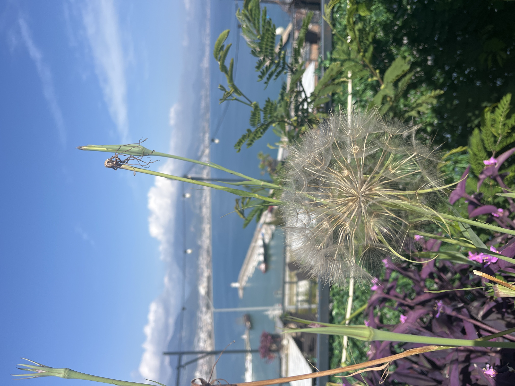 Tourist captures scenic views and street life in Alanya