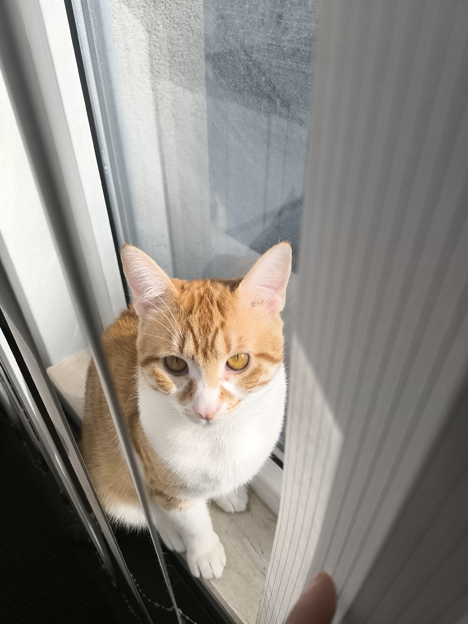 Orange tabby cat spotted on windowsill in Varna, Bulgaria