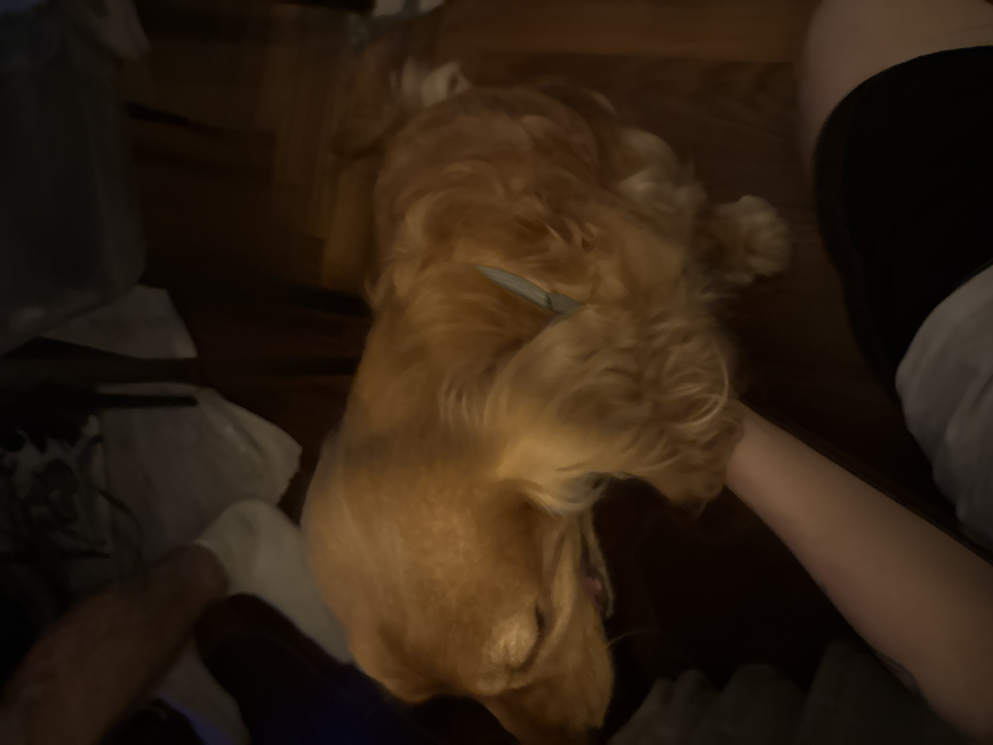 Golden retriever hangs out at home, thoroughly photographed