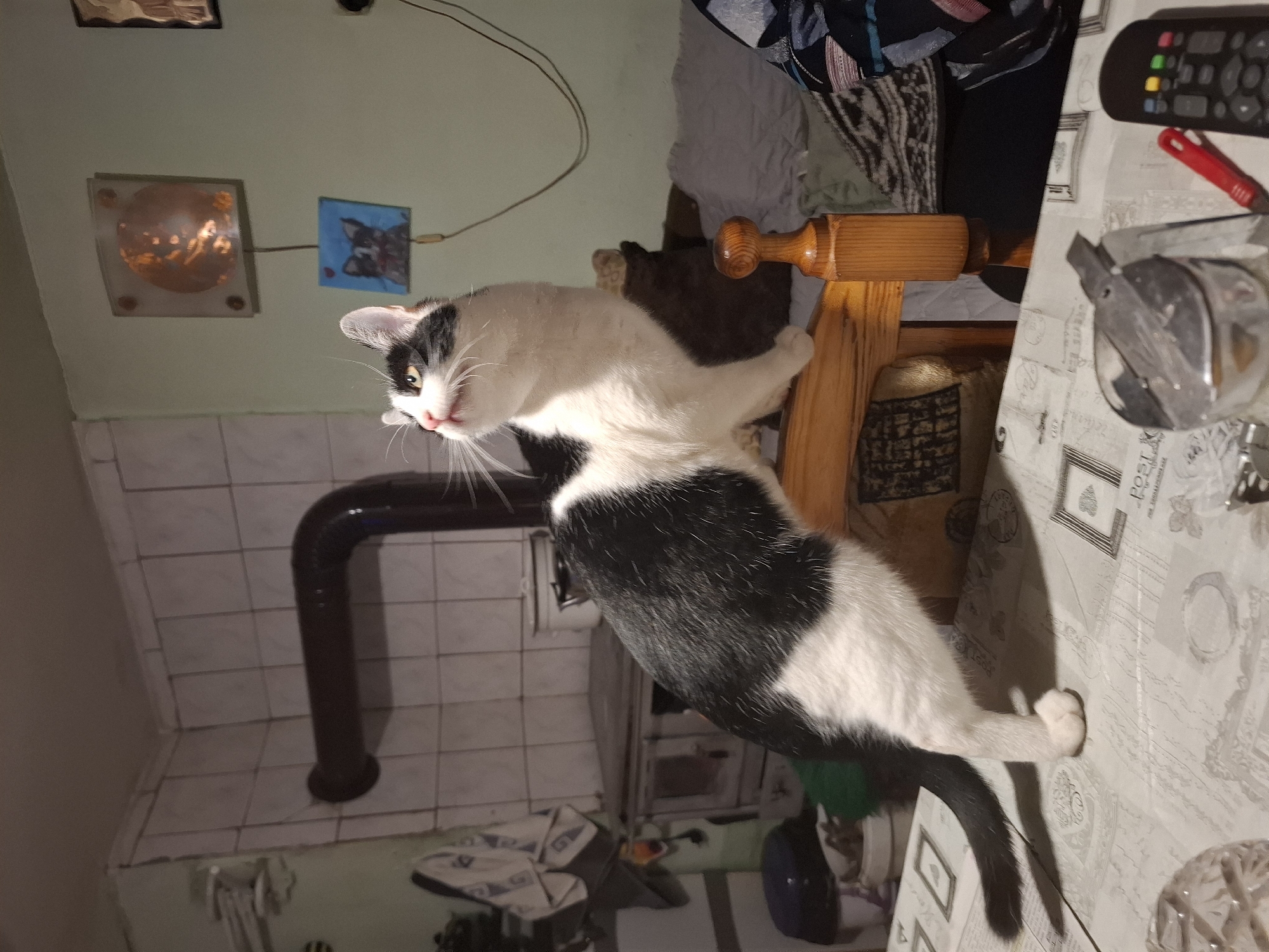 Cat sits by table with remote in Samokov