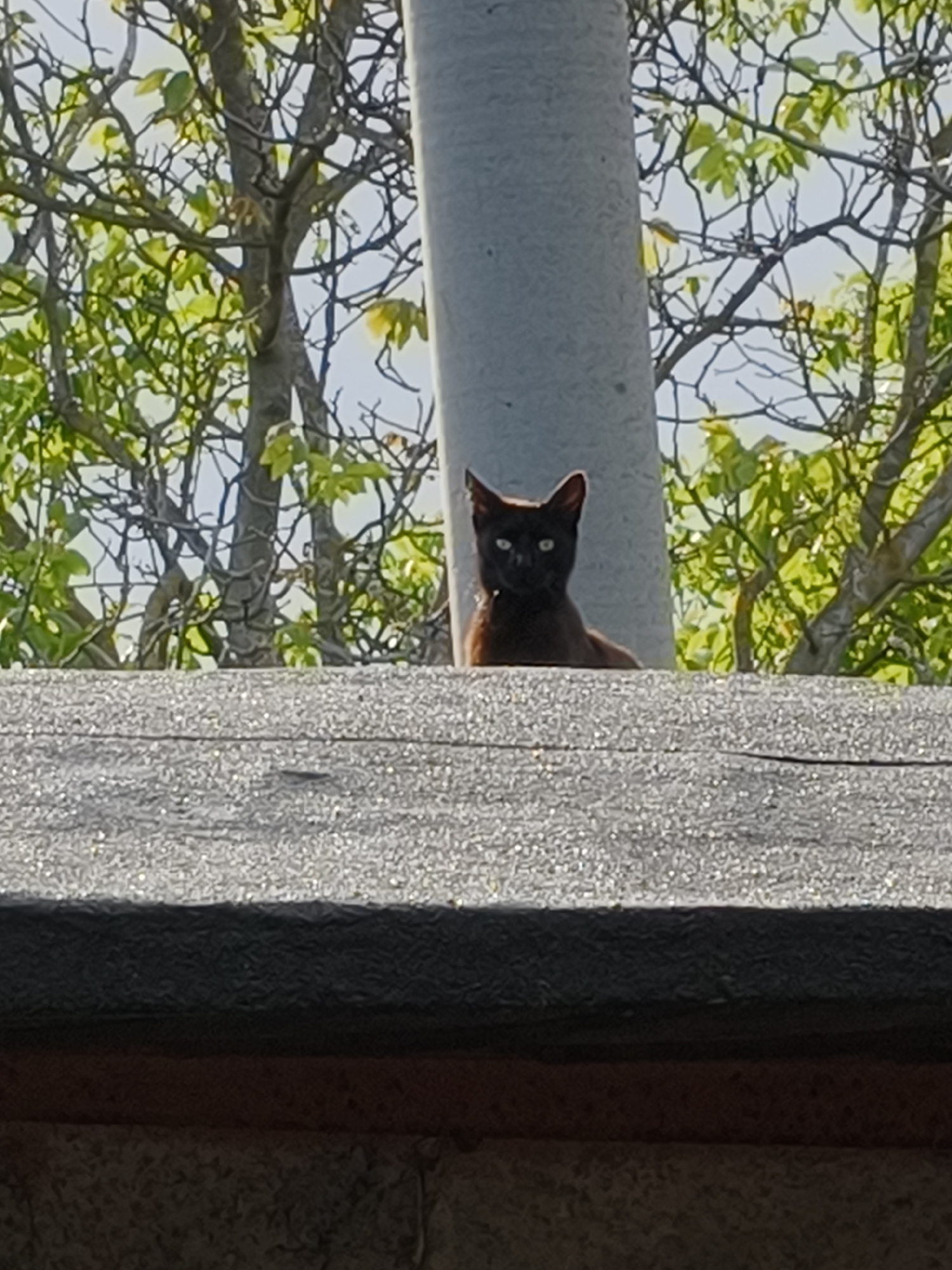 Cat spotted on rooftop during sunny afternoon in Kryvyi Rih