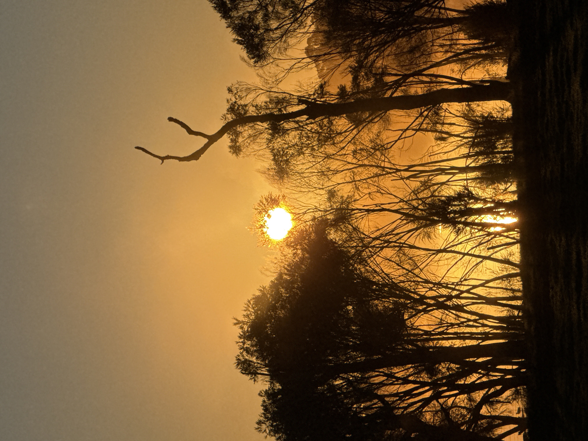 Silhouetted trees and a grazing cow at golden hour