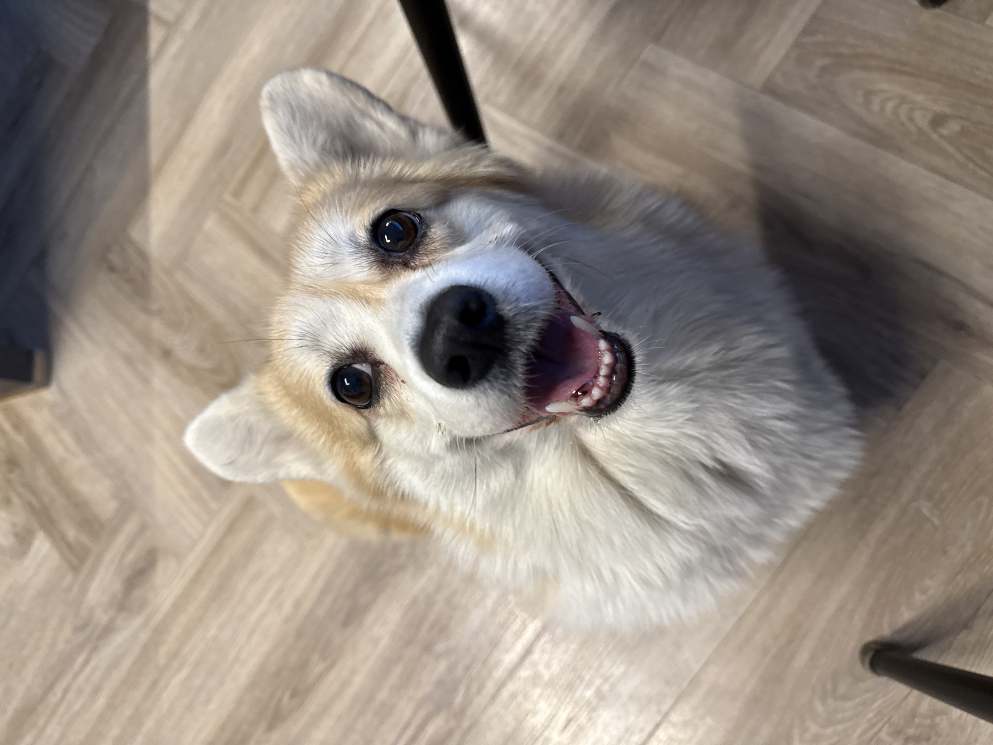Family moments with corgi dog documented in Krasnoyarsk home