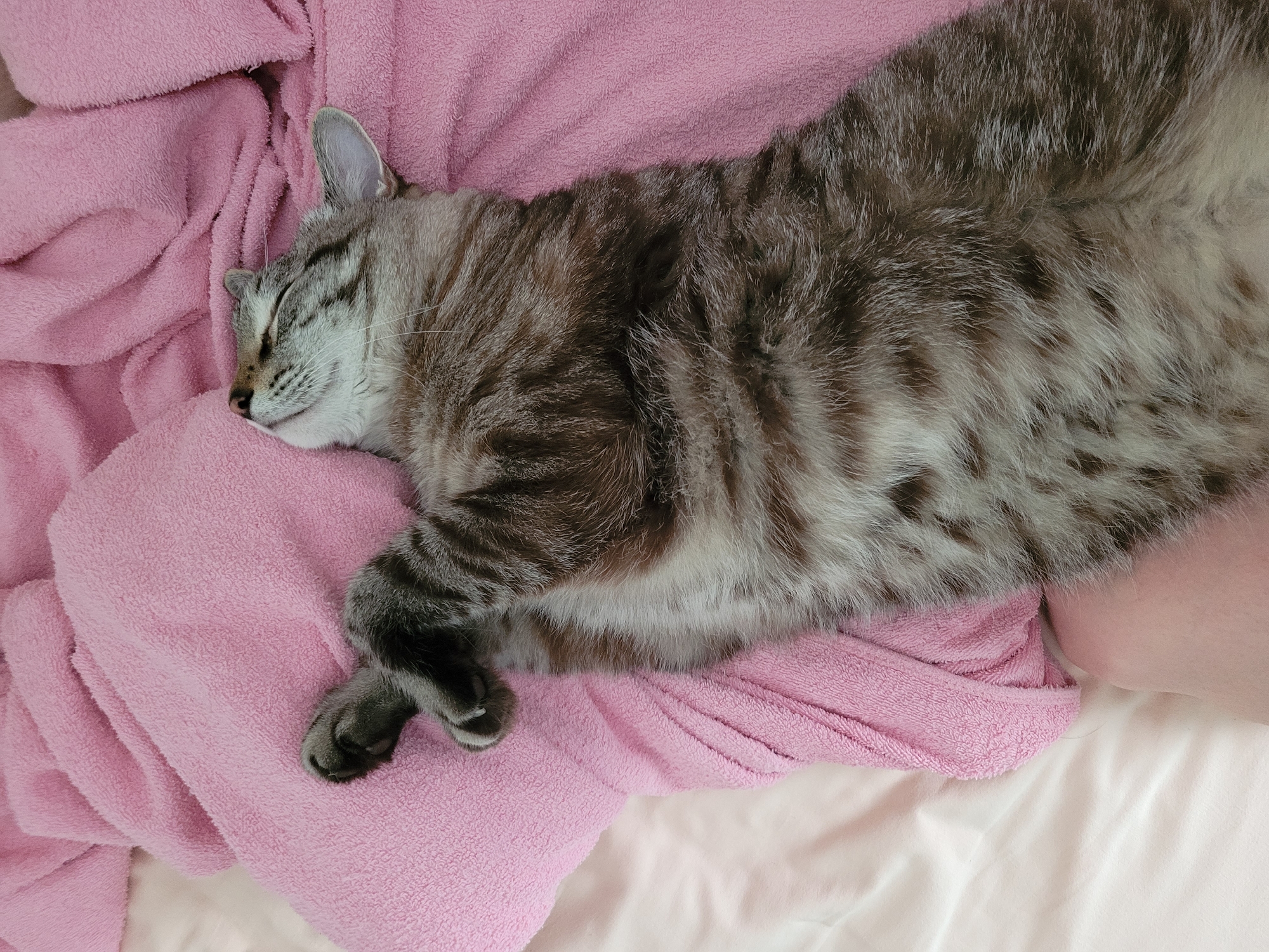 Tabby cat fully committed to napping on a pink blanket