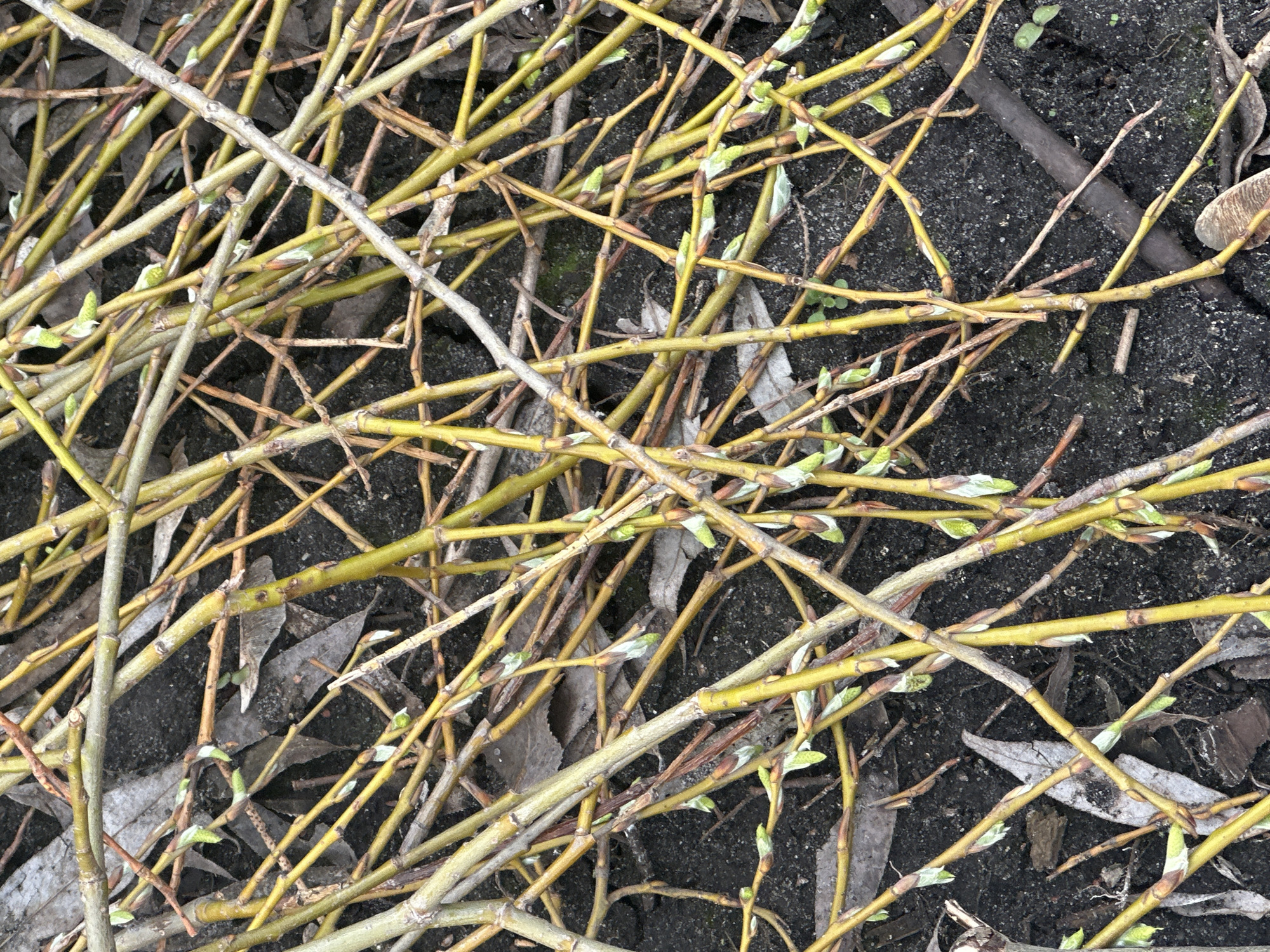 Spring awakening documented in Irpin's recovering landscape