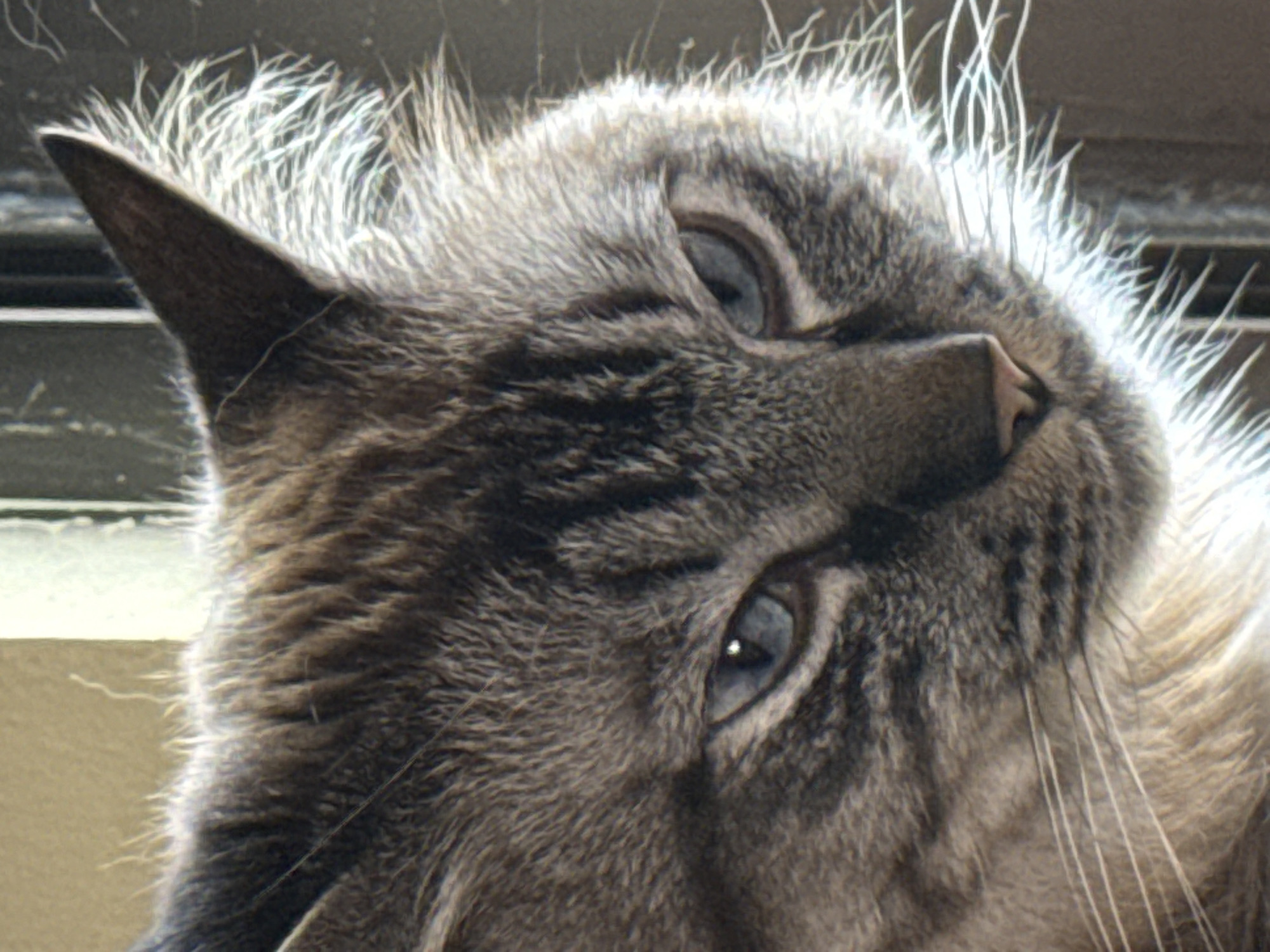 Cat portrait captured in Puebla, Mexico