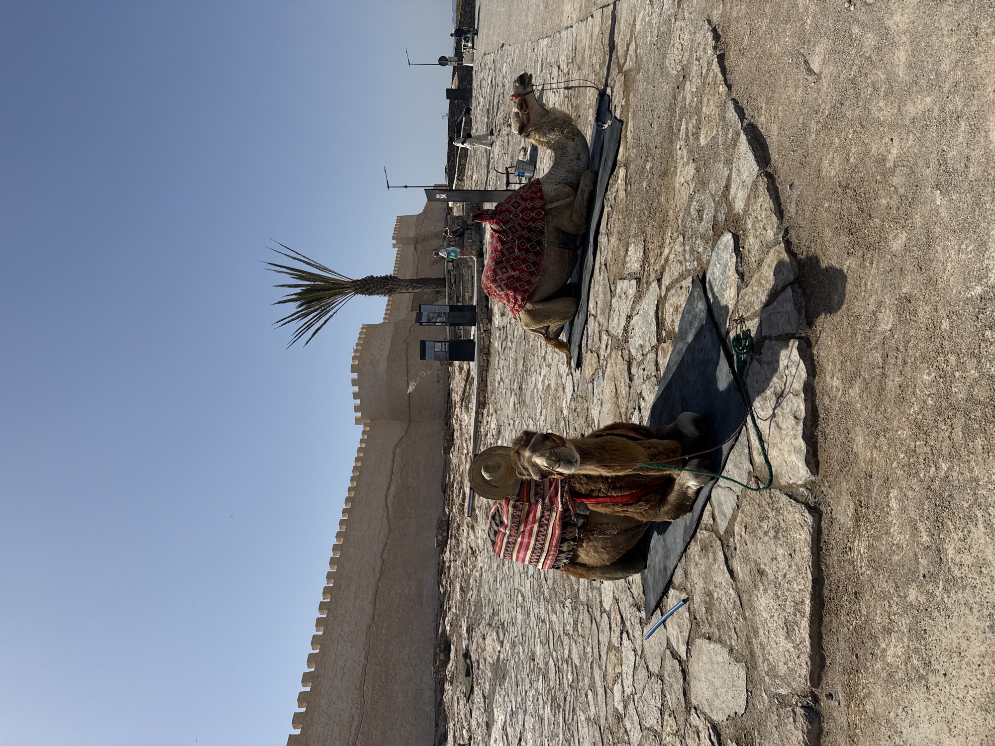 Two decorated camels rest in Agadir plaza