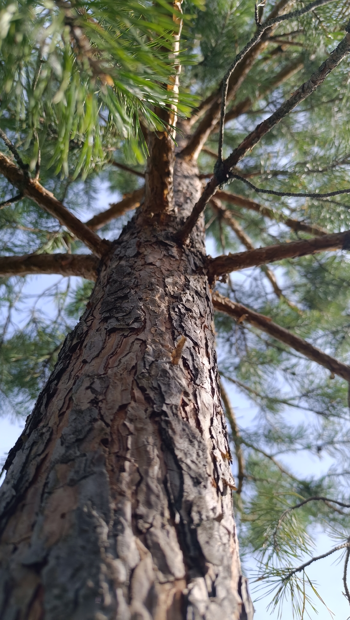 Rural Karsha summer: wildlife, pine trees, and muddy village roads