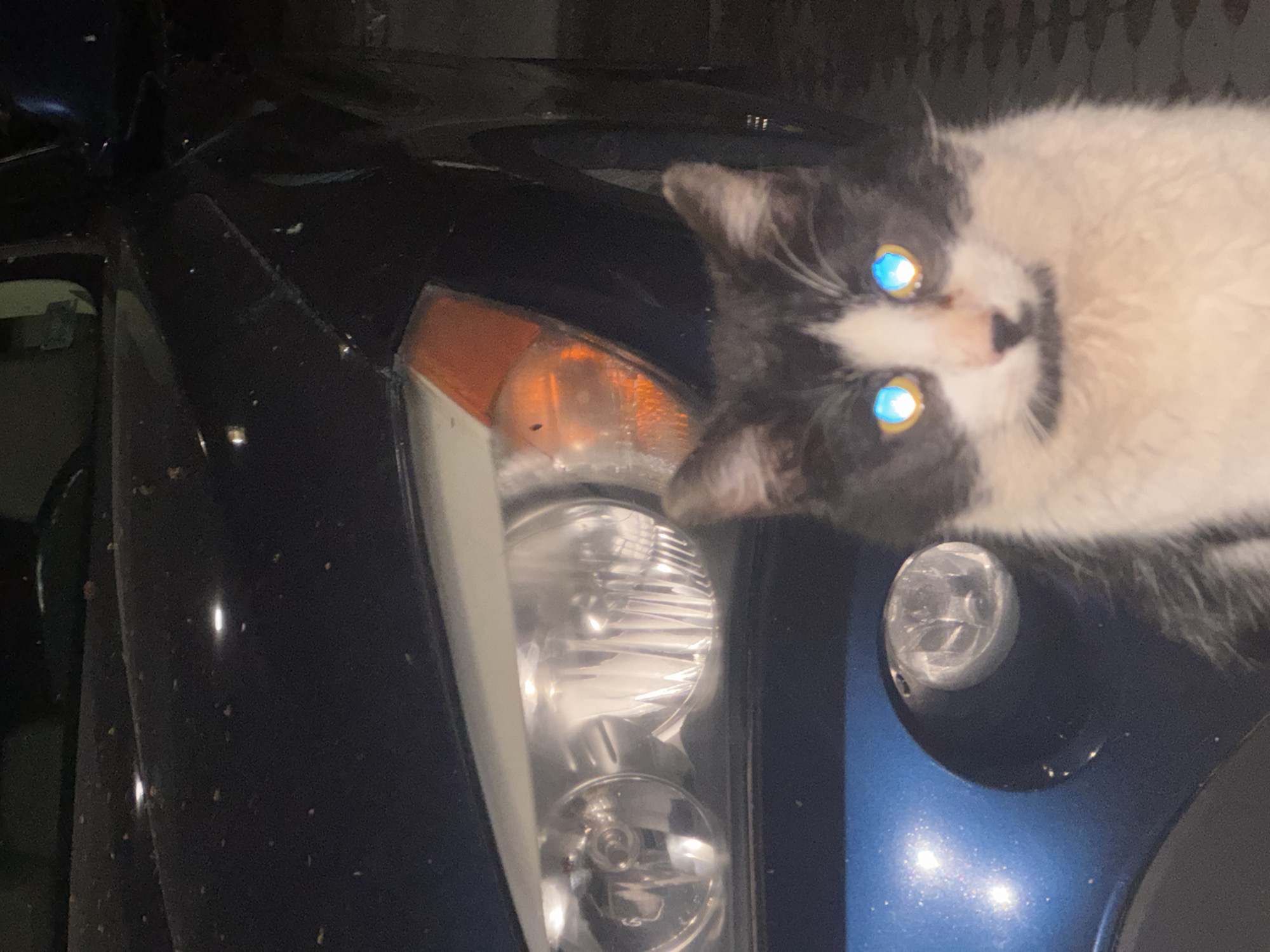 Cats spotted lounging near parked cars in Ruse
