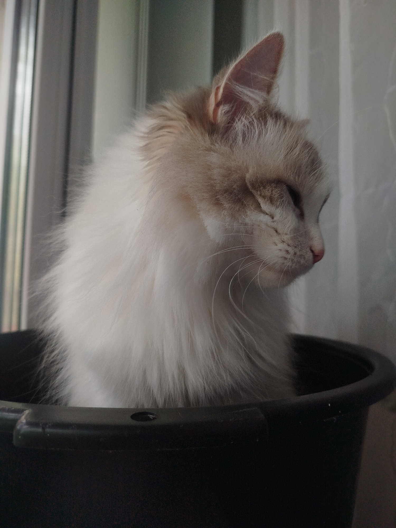 Blue-eyed cat in containers, a few selfies mixed in