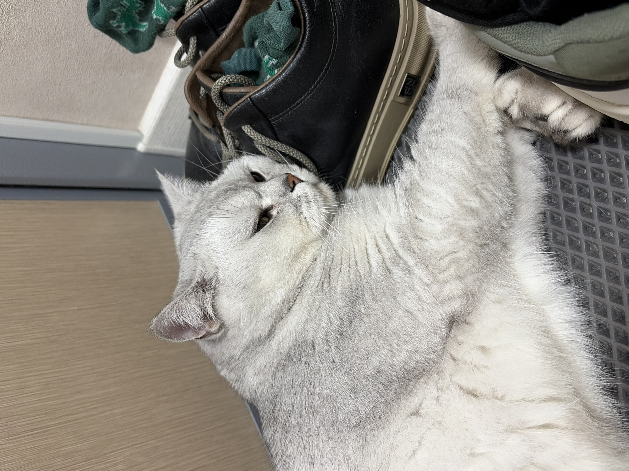 Cat rests beside shoes on mat in Izhevsk home