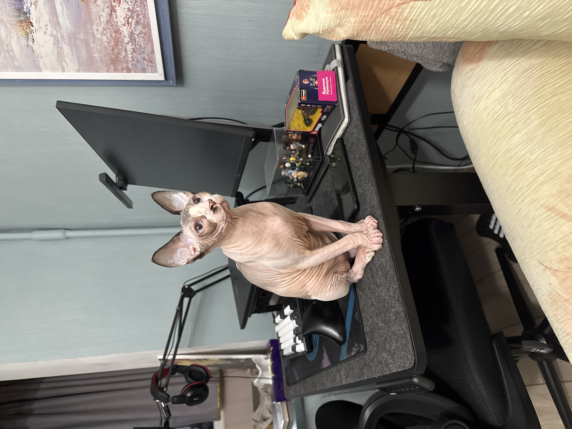 Sphynx cat roams a home, repeatedly investigating a red hairbrush