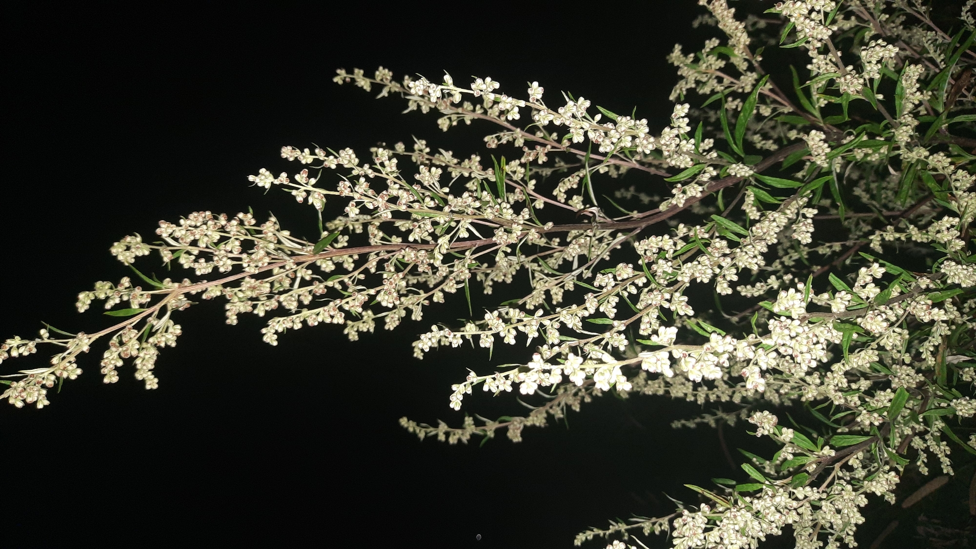 Late summer wildflants and weeds photographed up close at night in Shklov