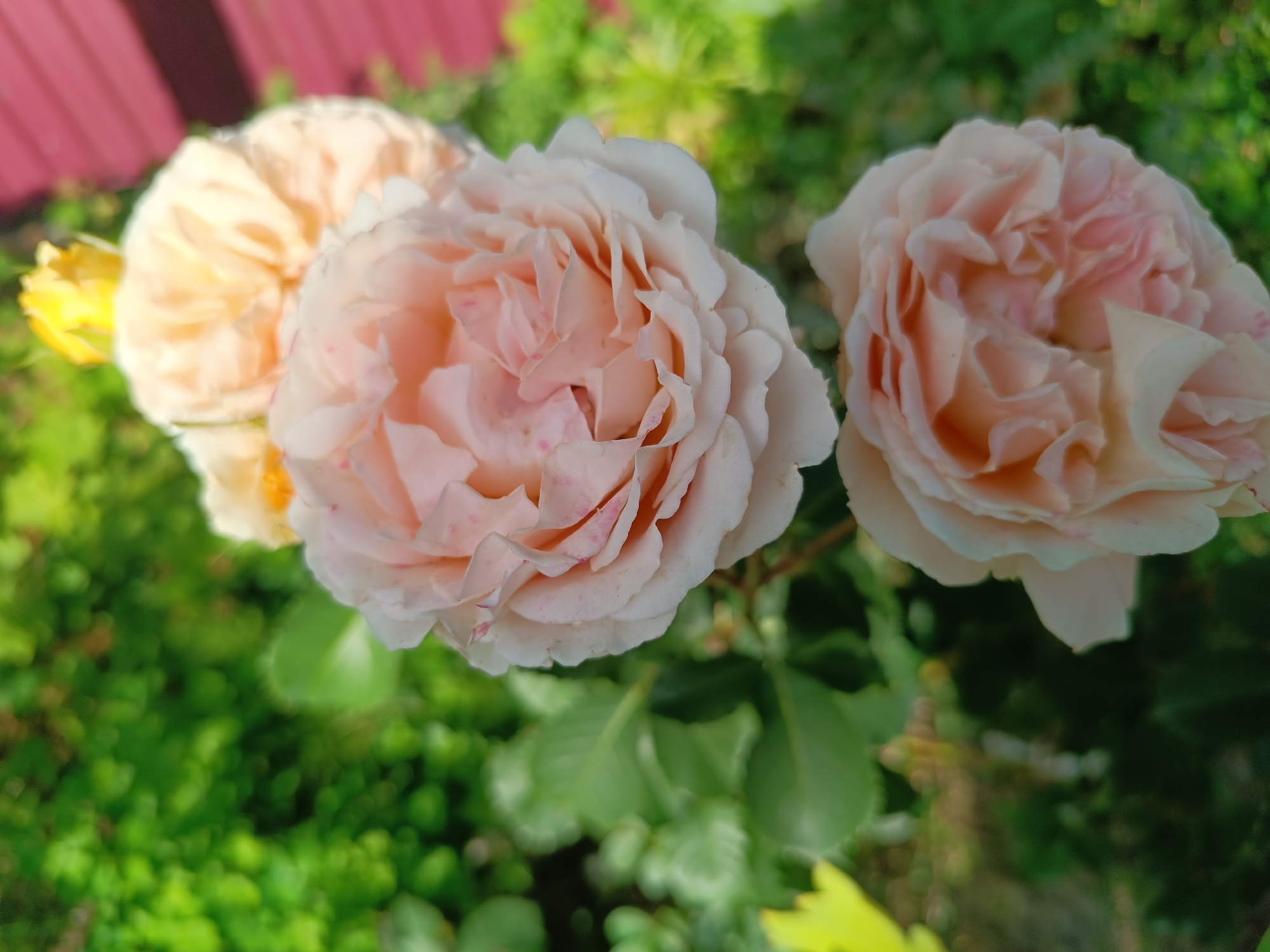 Flowers and succulents in bloom across Salihorsk gardens