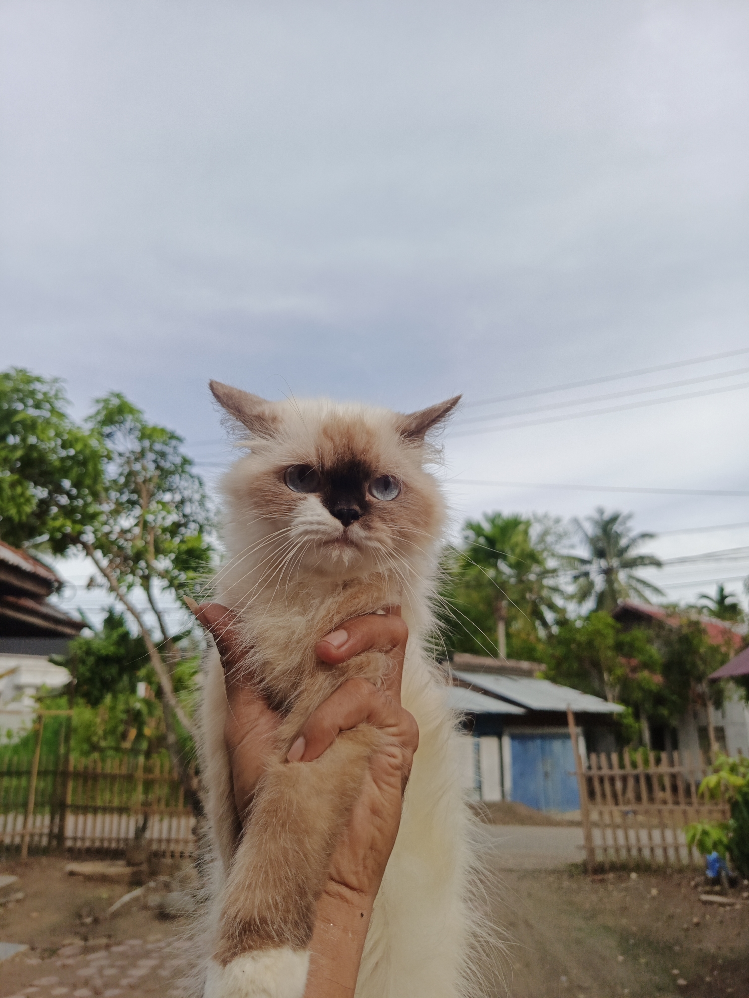 Person pets long-haired cat in Lhokseumawe, Indonesia