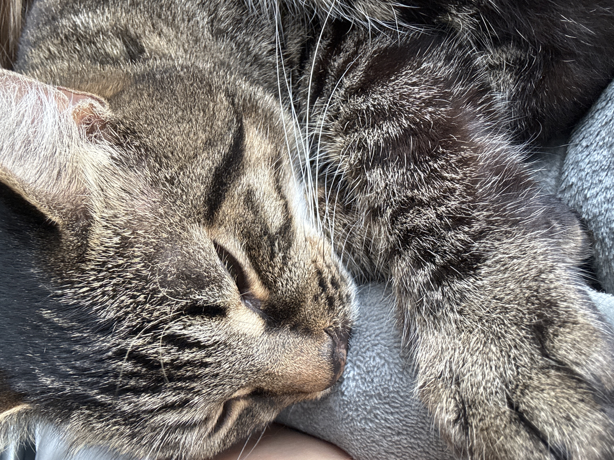 Person and tabby cat share quiet moments in Chernushka