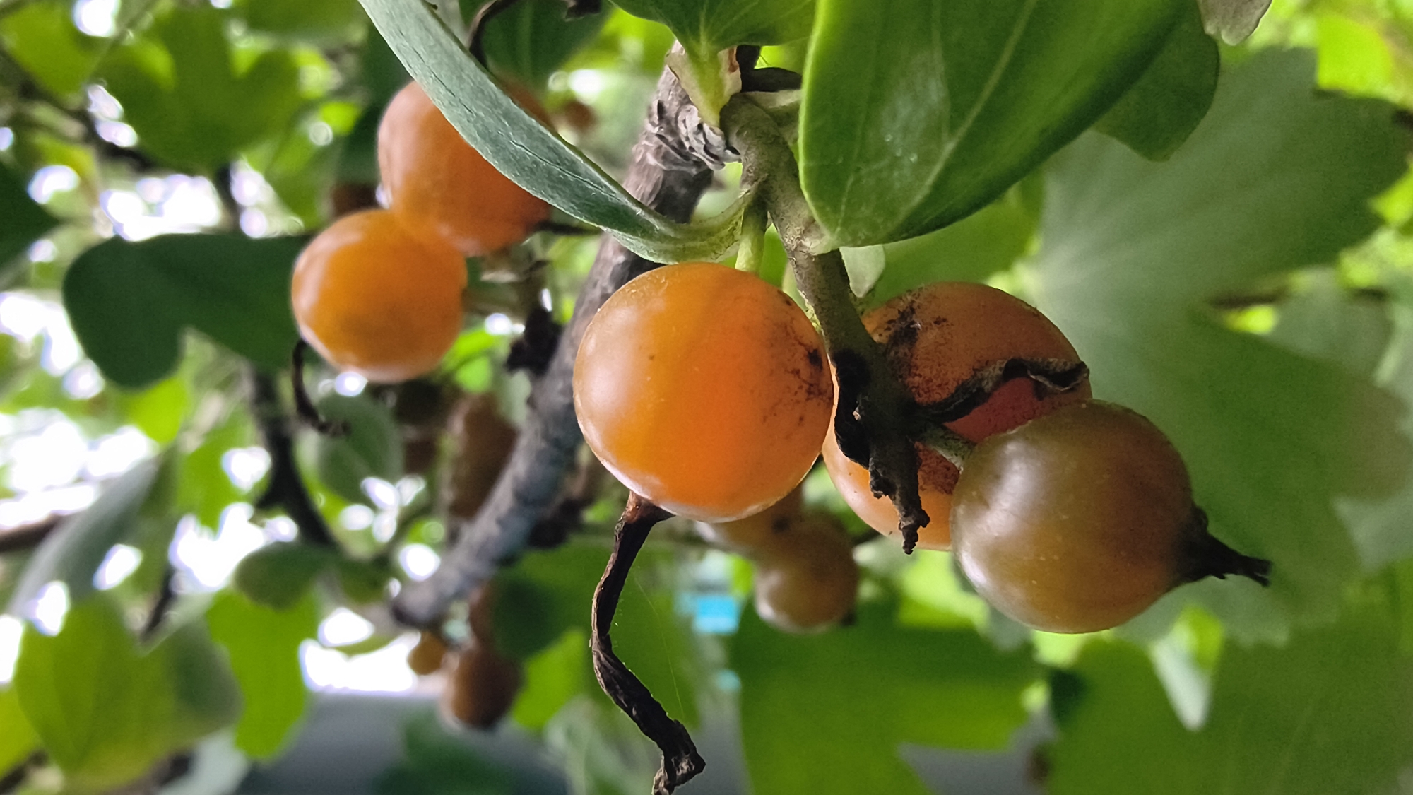 Macro tour of a Russian summer garden, bugs and all