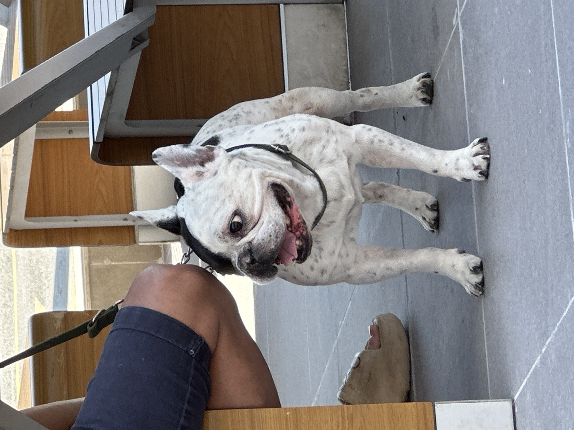 Dogs chilling on a patio in Veliko Tarnovo