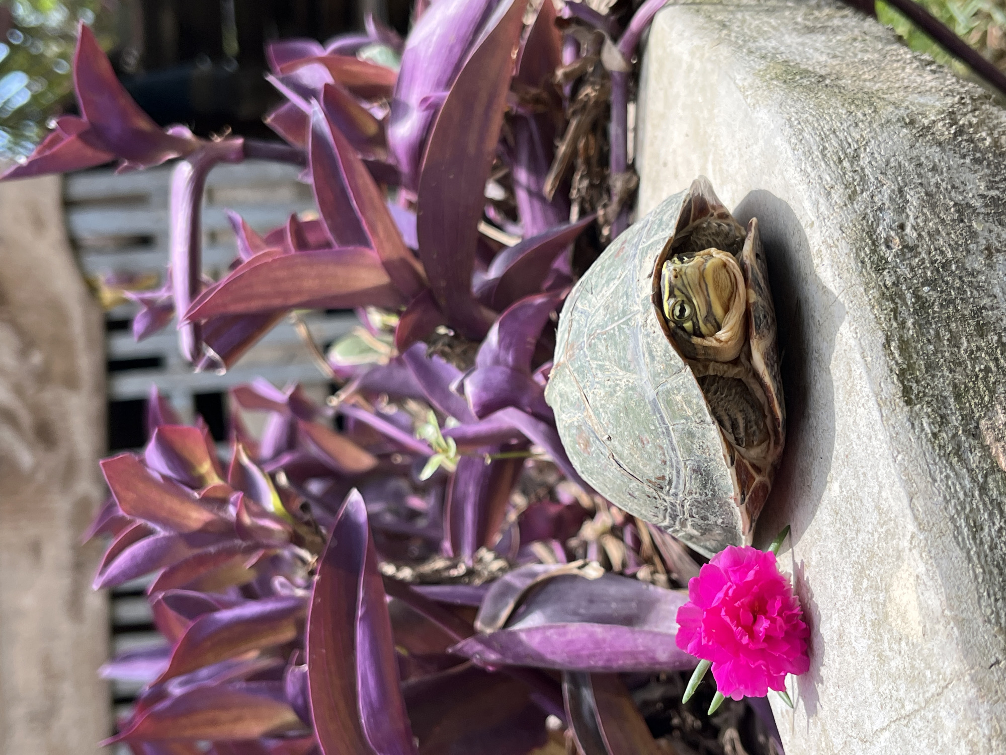 Turtle emerges from shell beside a pink flower on concrete
