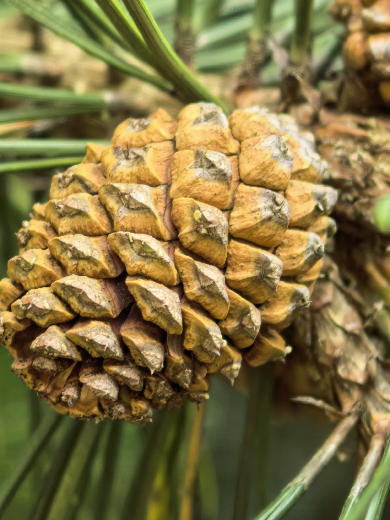 Macro nature photography session: flowers, plants, and ants up close