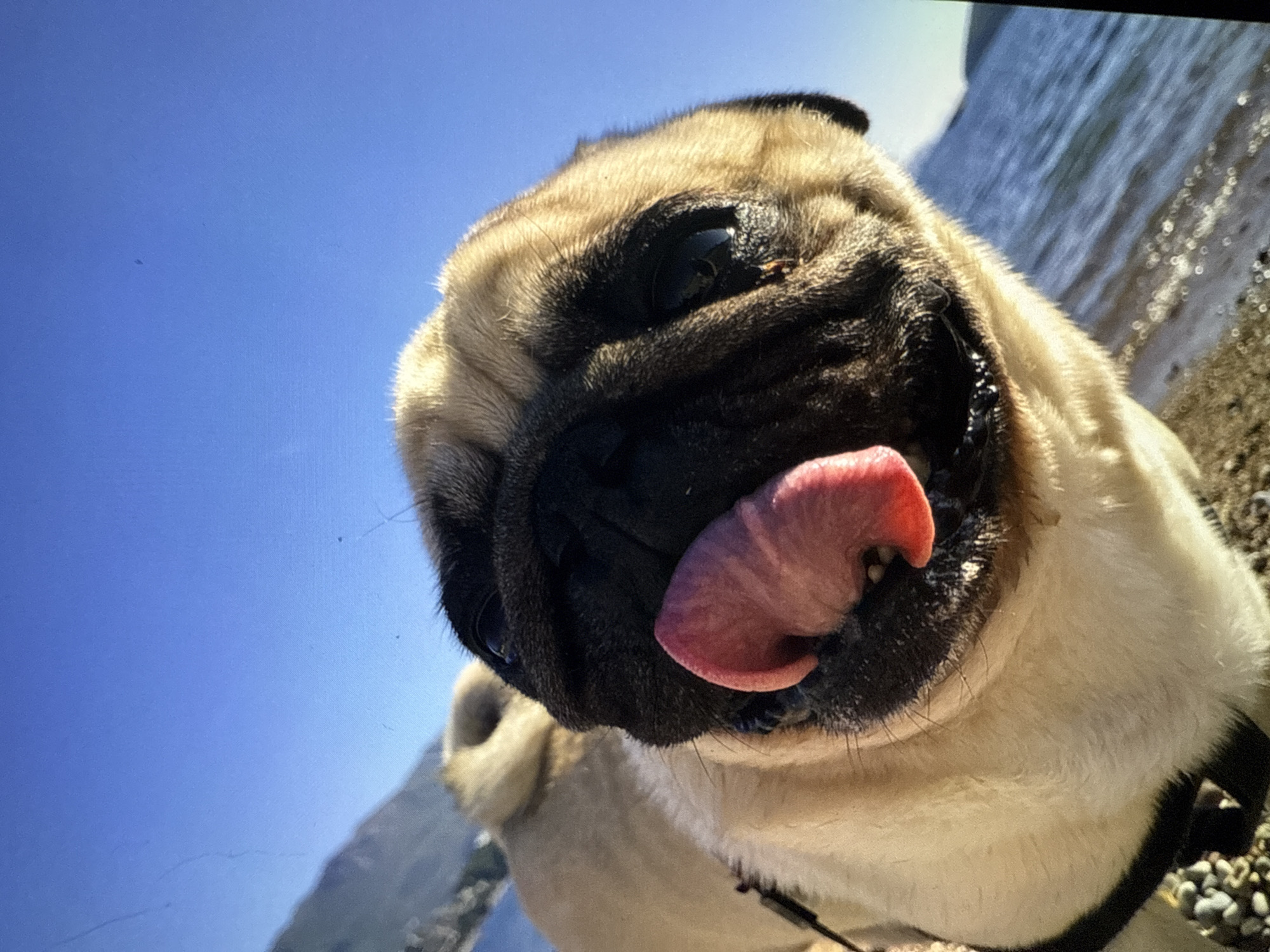 Pug spotted on coastal beach with mountain backdrop