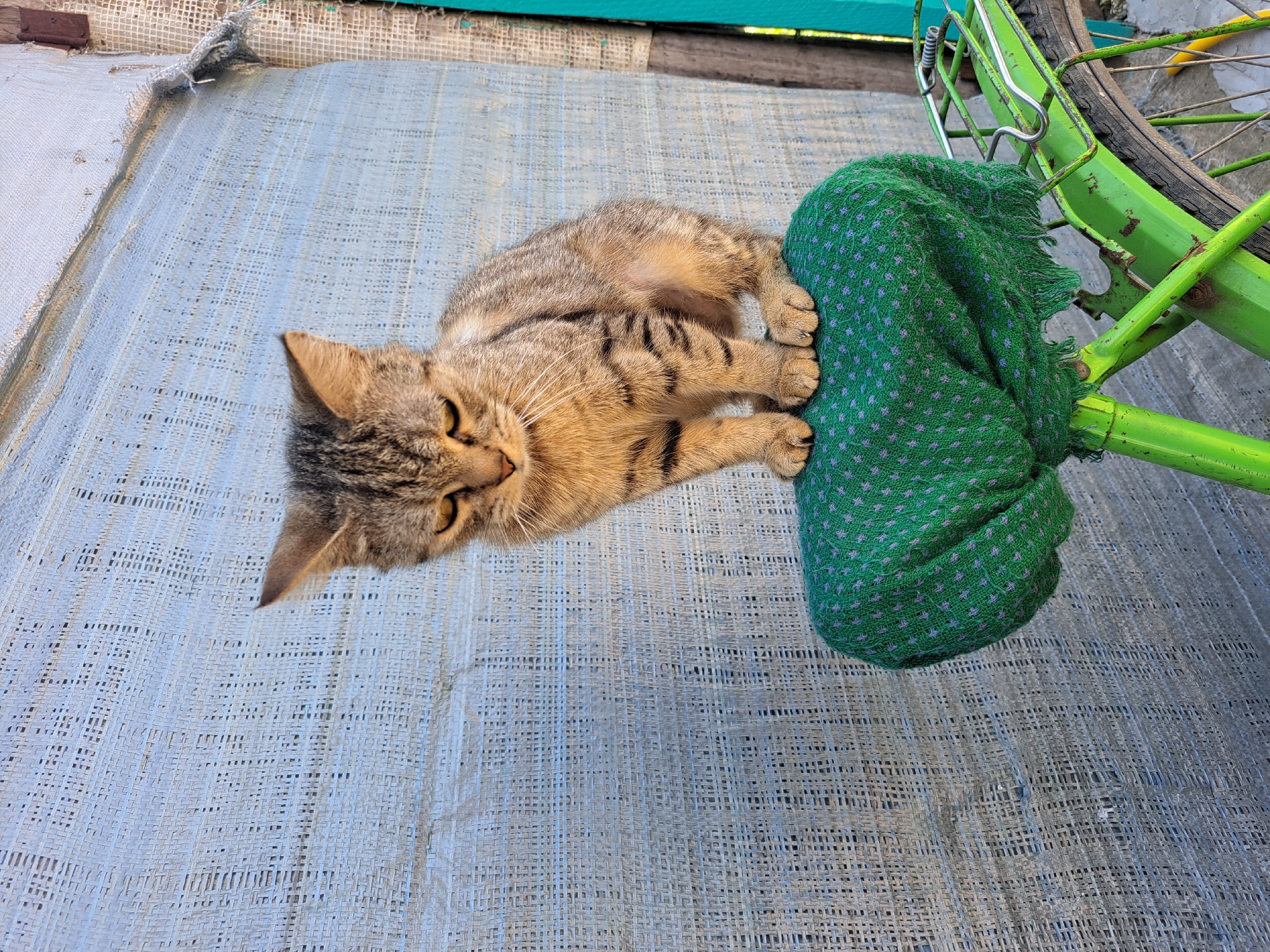 Tabby cats going about their day in a Ukrainian village