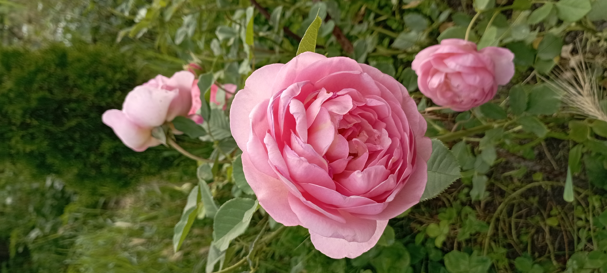 Garden roses, hydrangeas, and Scottish Fold cats in Radisne