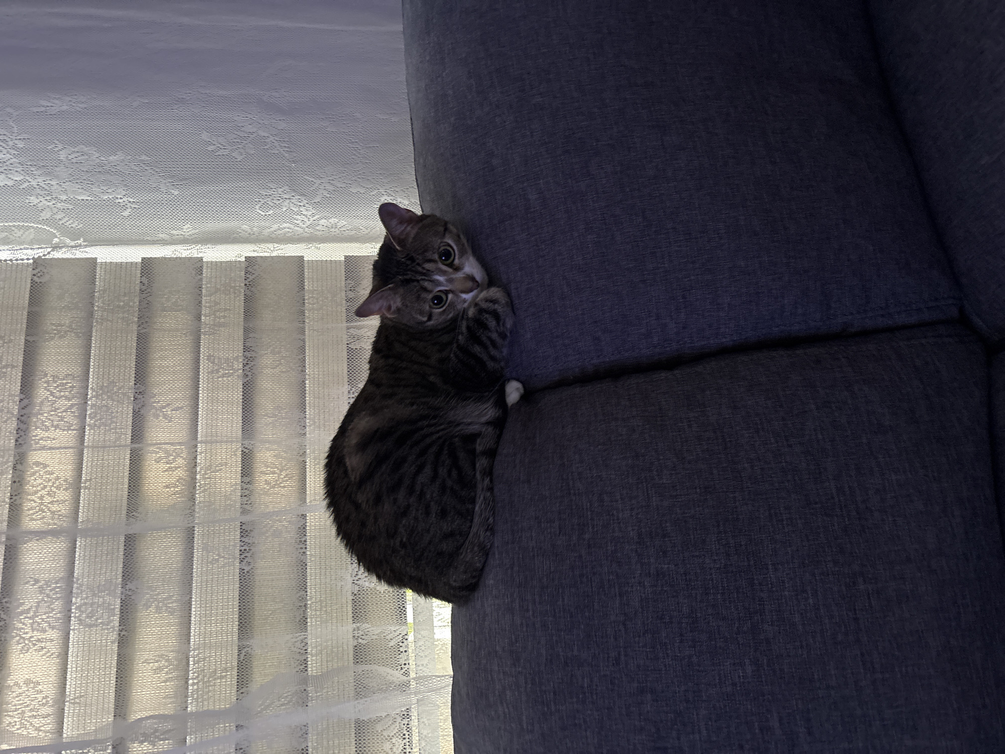 Quiet evening moments with cats documented in Sauðárkrókur home