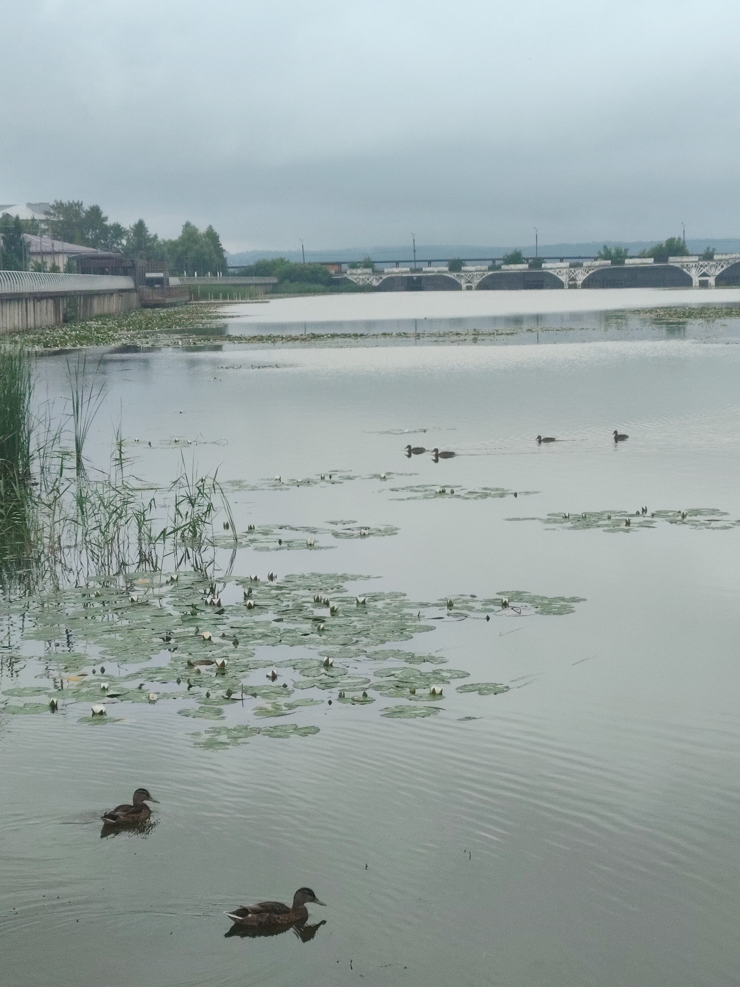 Ducks among lily pads on Votkinsk Reservoir