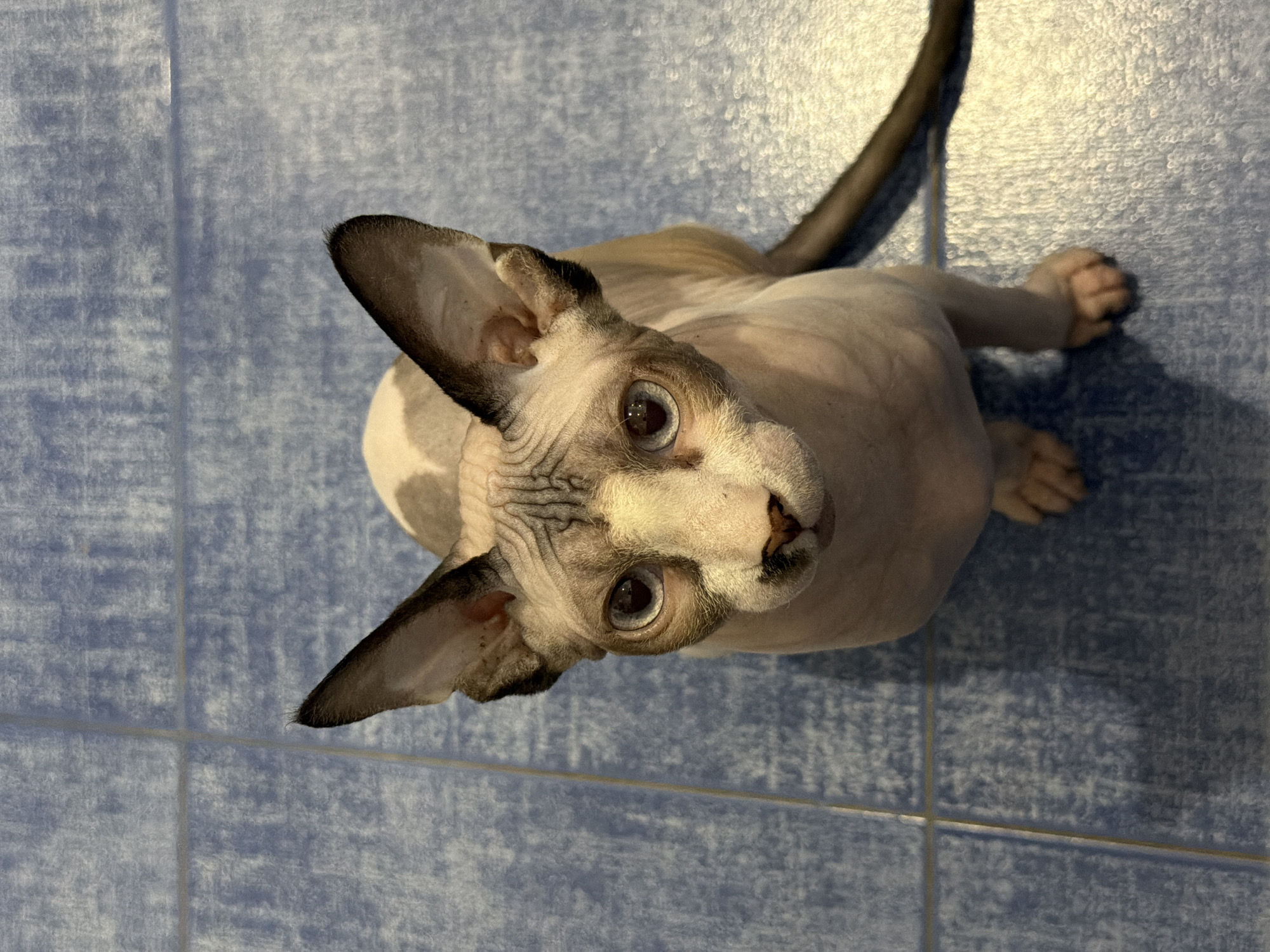 Domestic cats, mostly Sphynx breed, photographed indoors Tuesday evening
