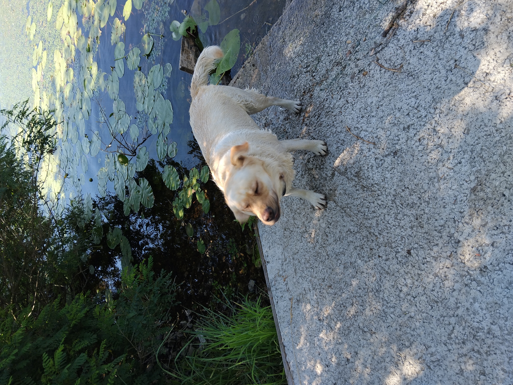 Wet dog pauses at a lily pad pond in Kyiv