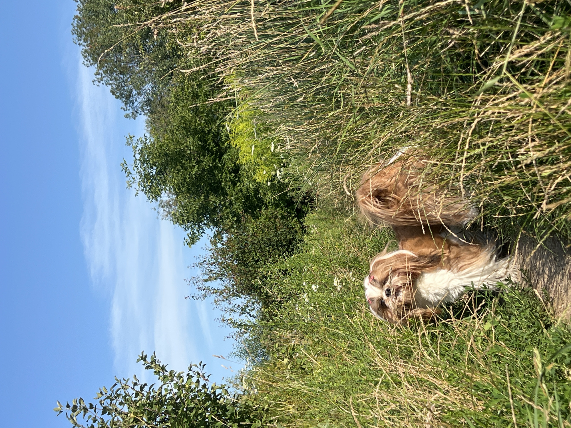 Sunny afternoon in the grass near Białystok with dogs and a selfie
