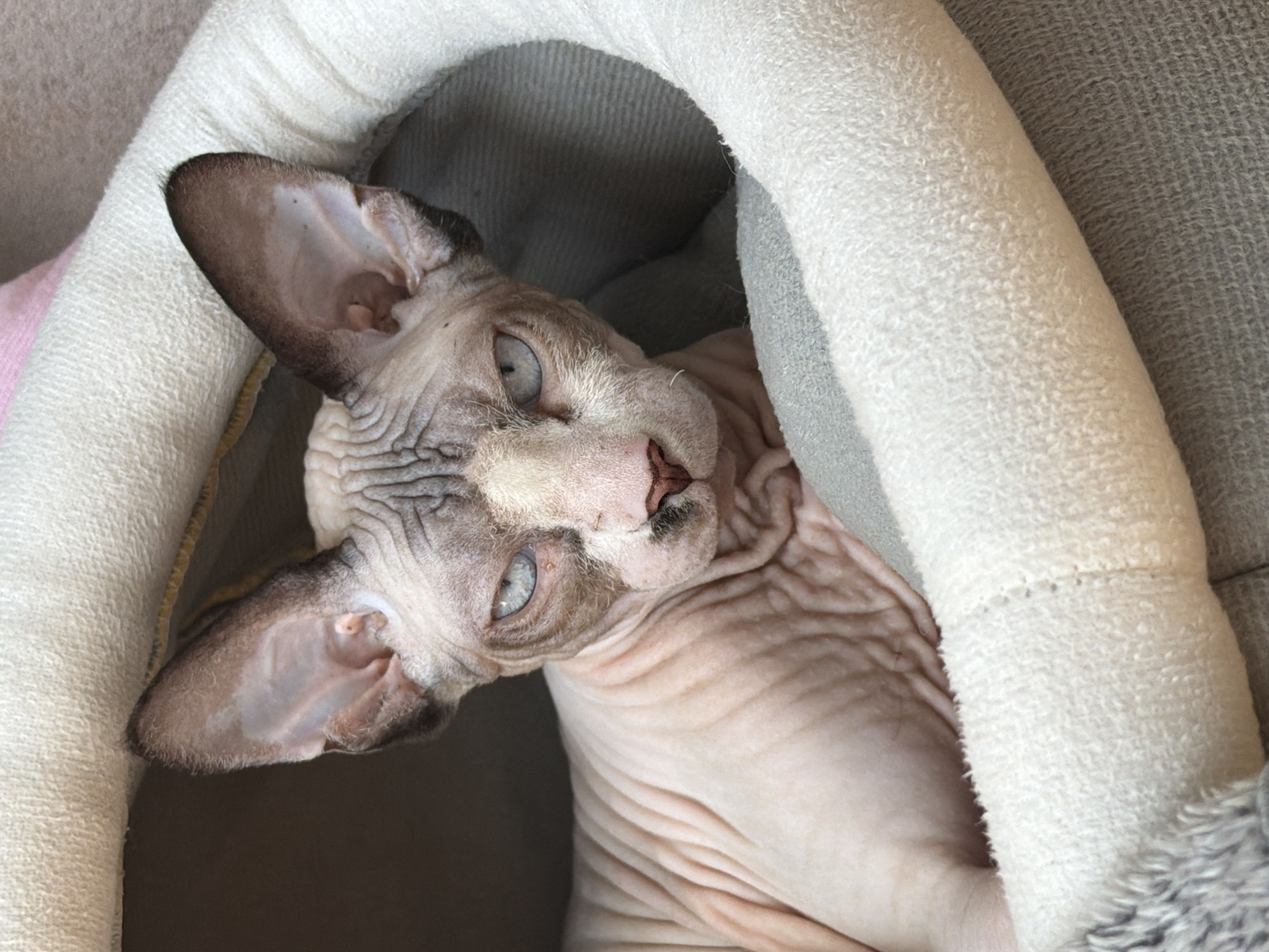 Sphynx cat relaxes in a cozy grey cat bed