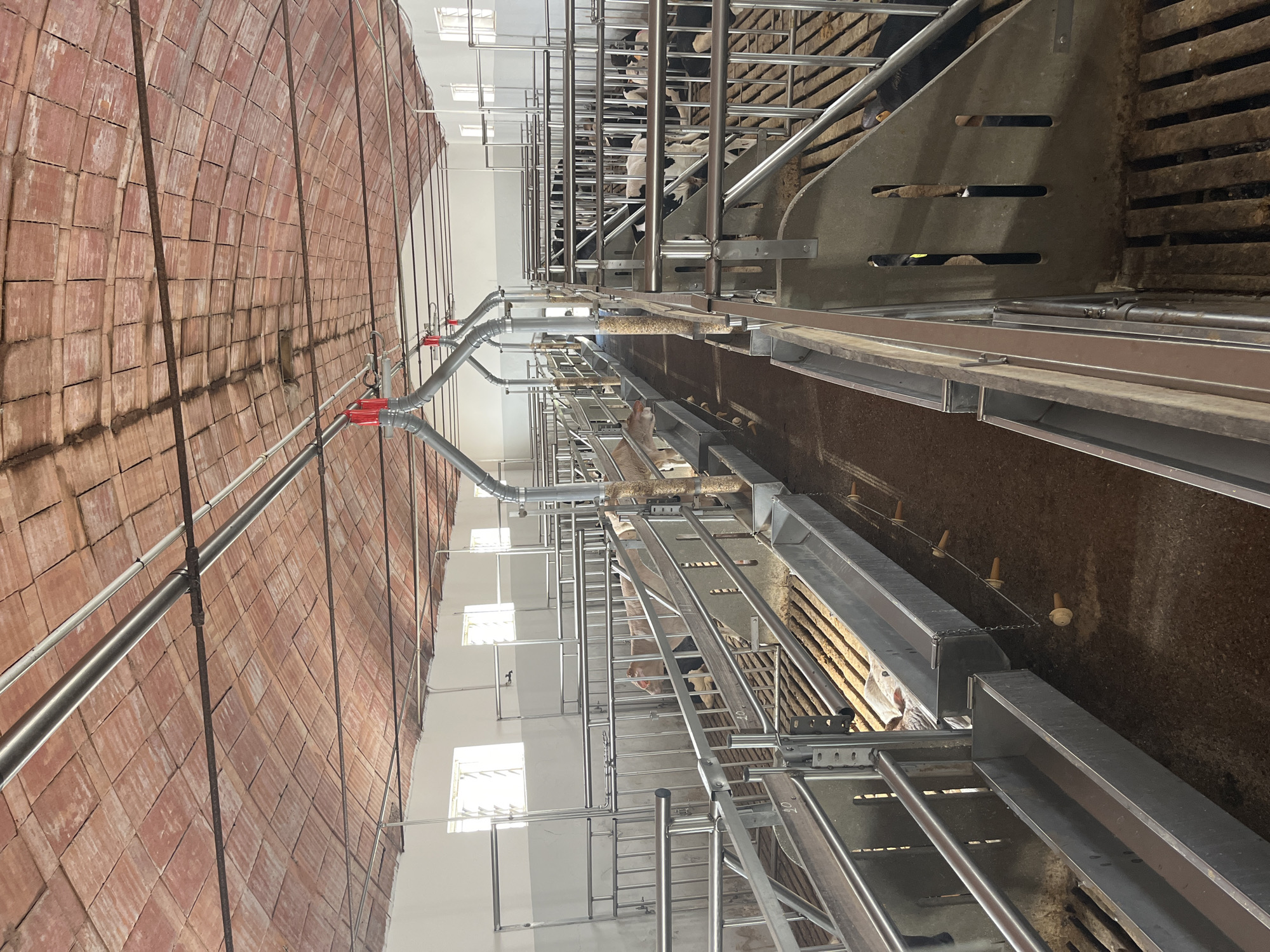 Inside a northern Italy dairy facility at feeding time