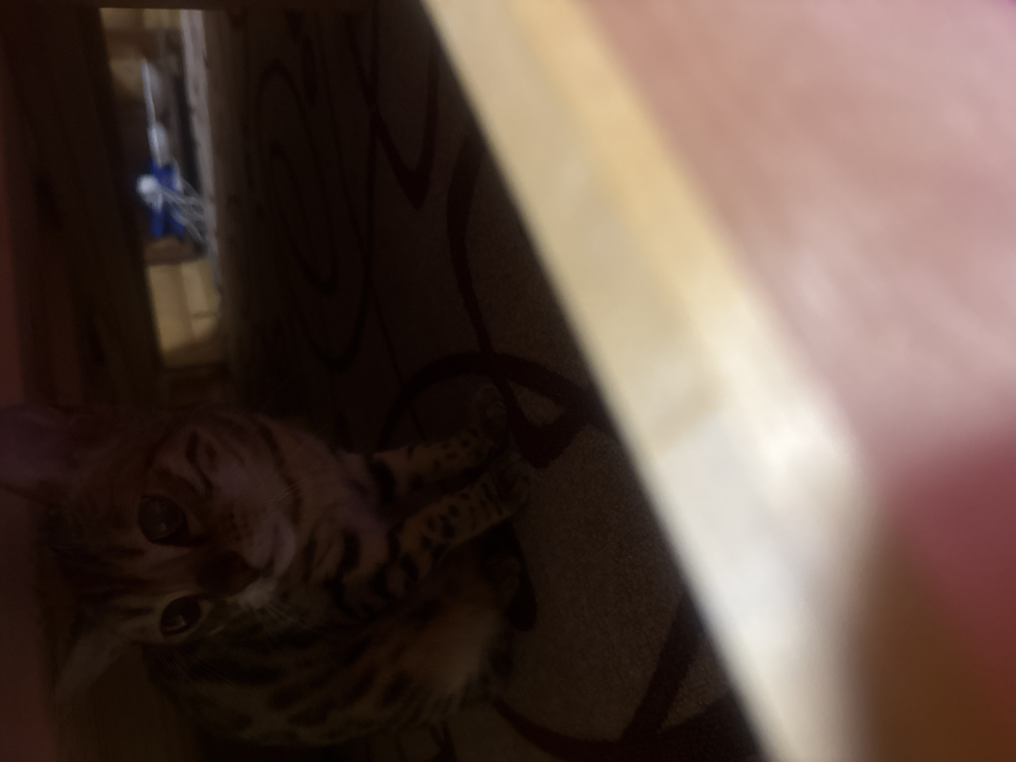 Witness documents everyday moments: cats, child, nature scenes