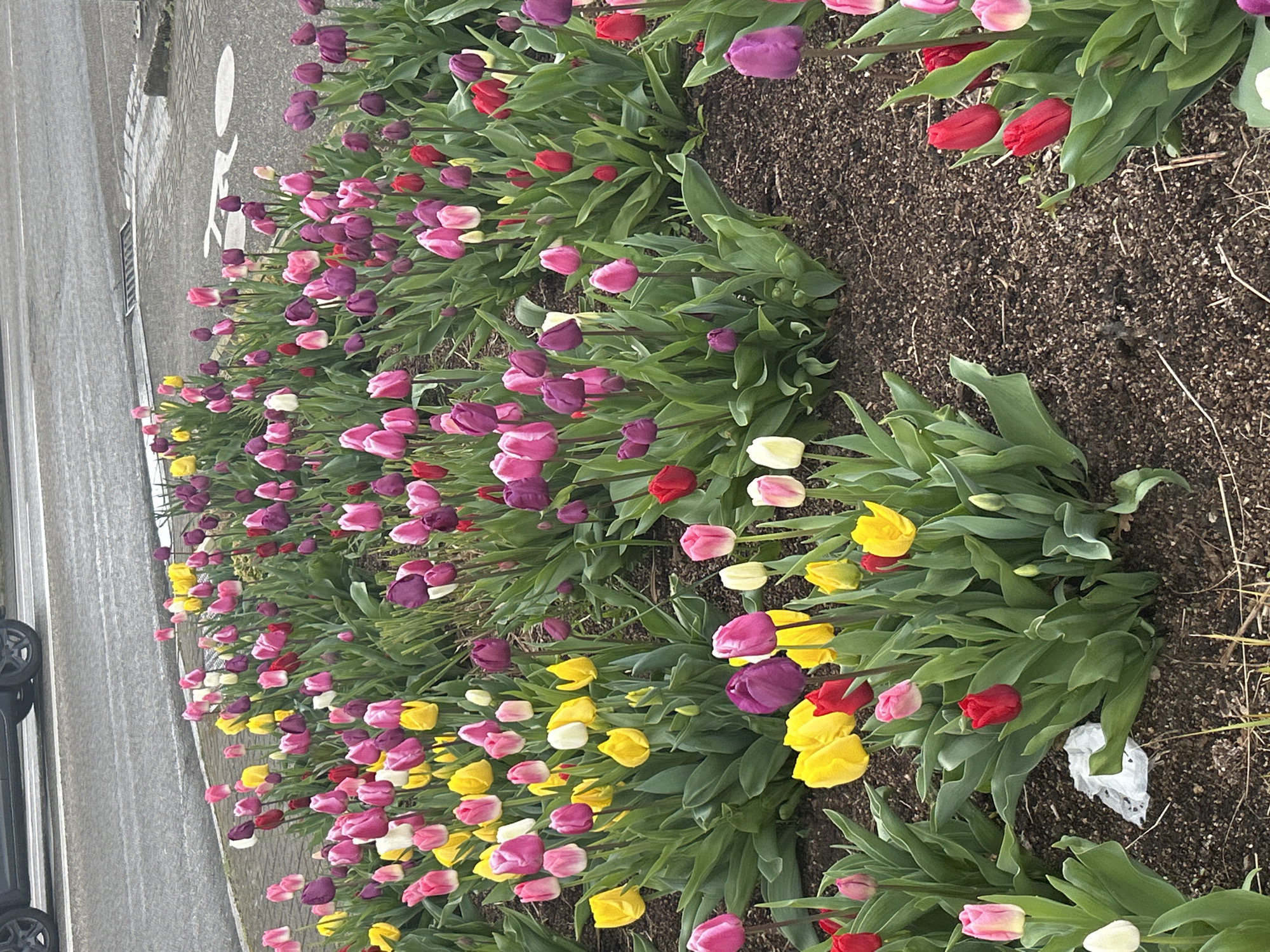 Spring tulips bloom in colorful display on Strasbourg street