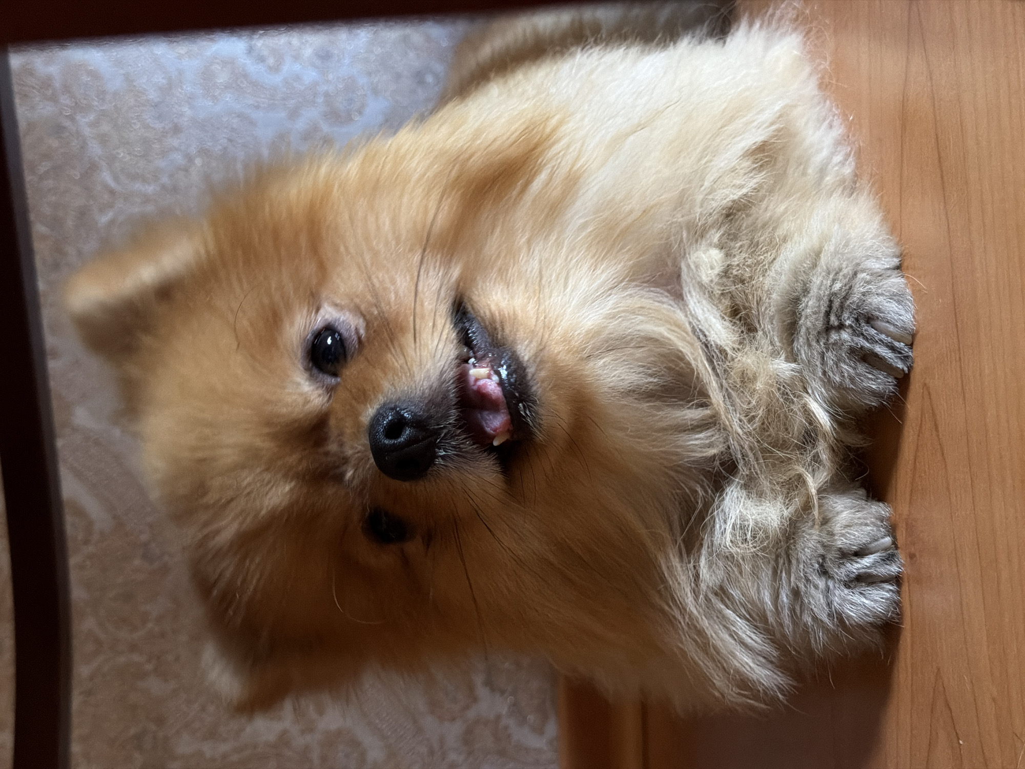 Quiet morning at home with a Pomeranian in Surgut