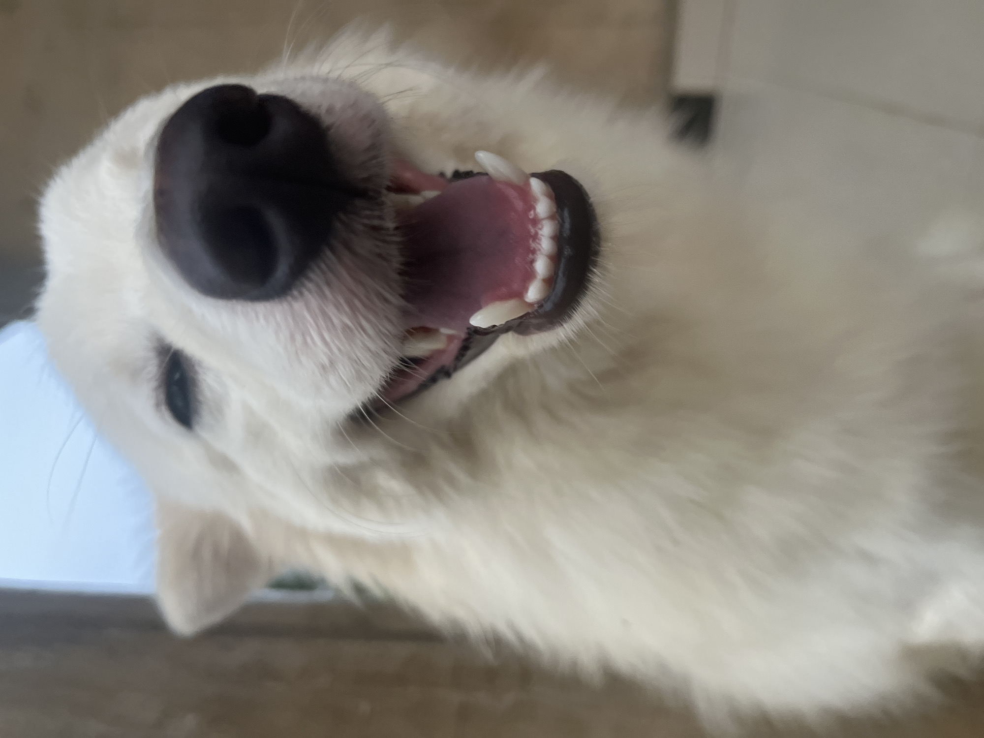 White Dog Photographed in Multiple Close-Up Shots in Nigeria