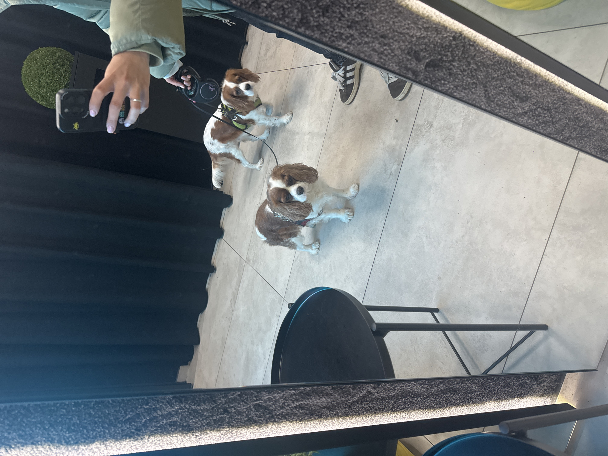 Person photographs two spaniels in Sofia mirror reflection