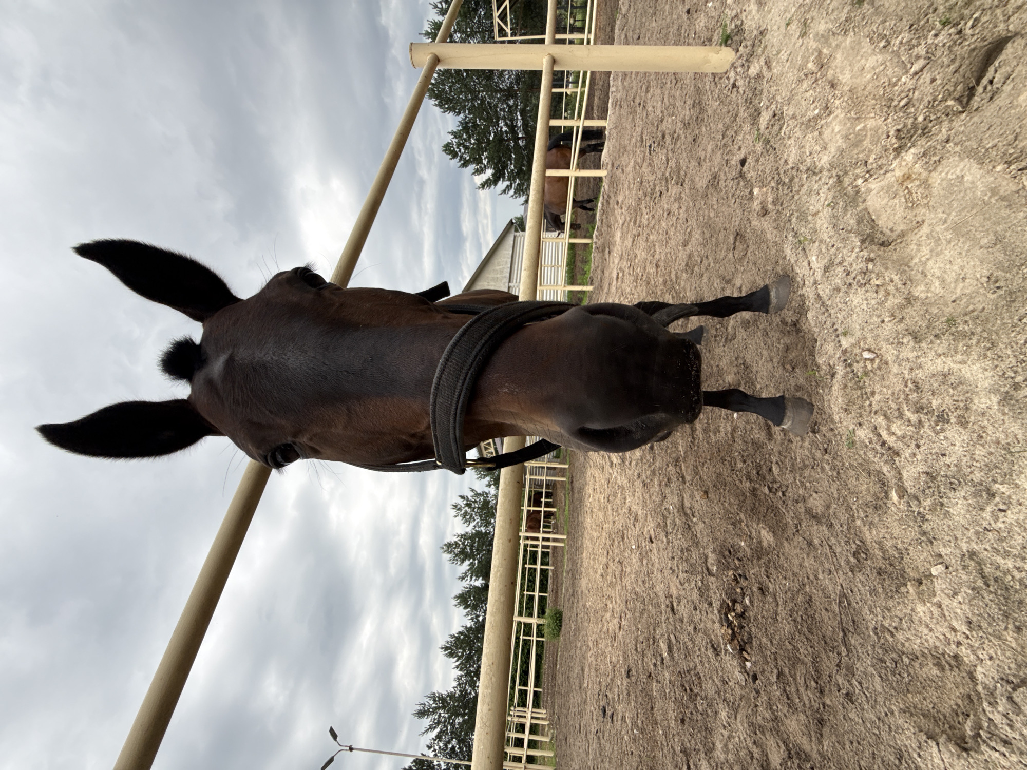 Up-close encounter with a dark brown horse in rural Russia